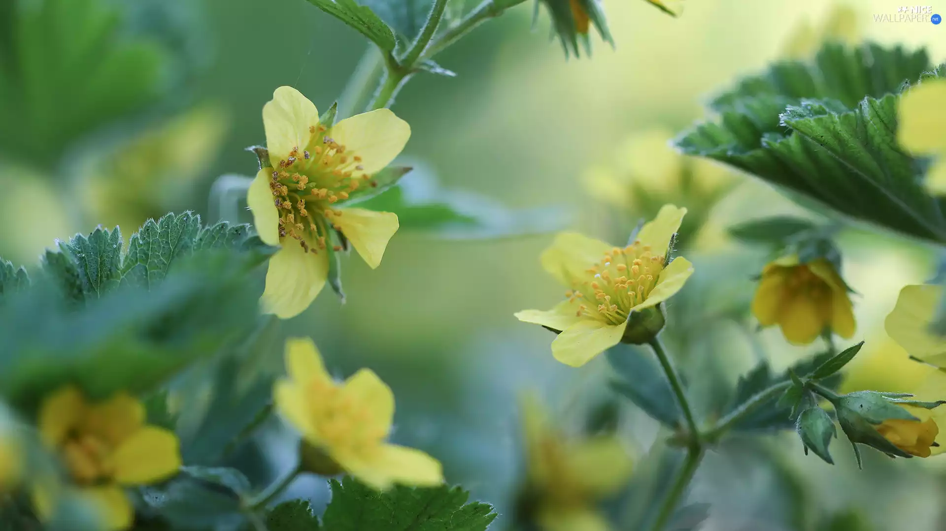 Yellow, Leaf, rapprochement, Flowers