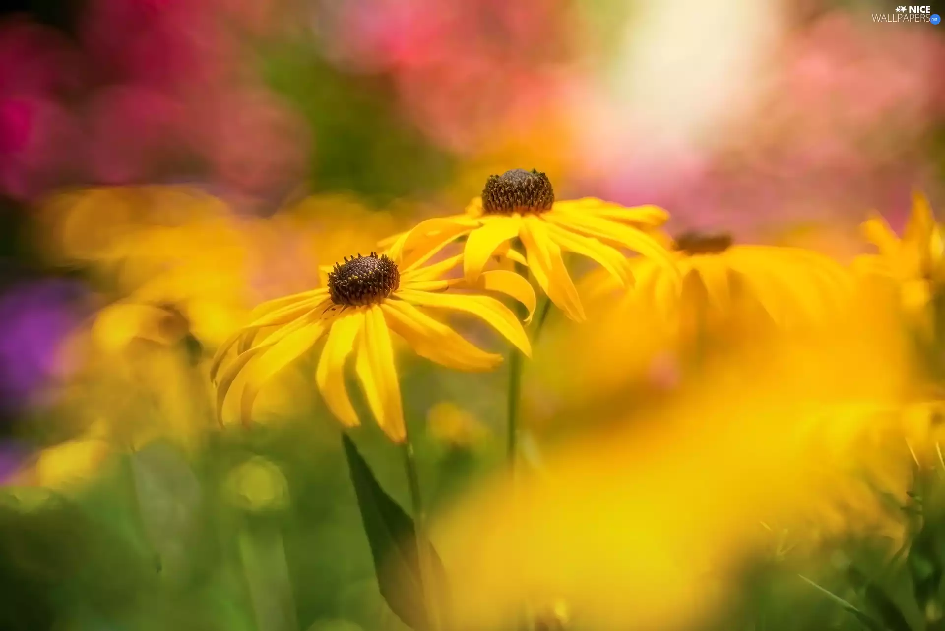 Yellow, Rudbekie, rapprochement, Flowers