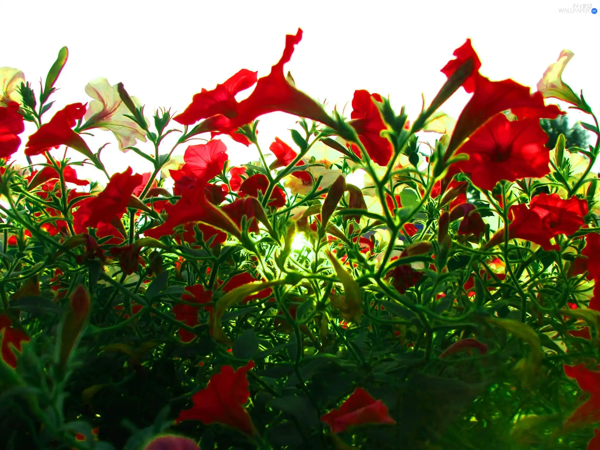 Flowers, Red, Yellow