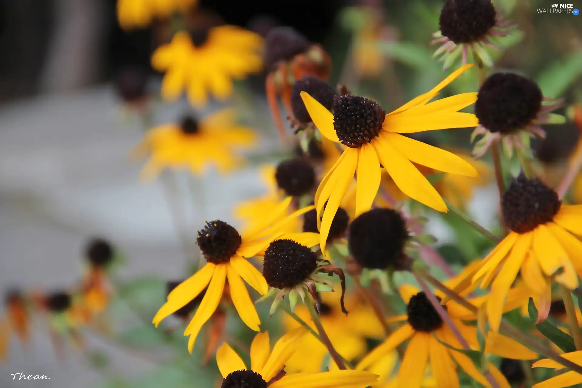 Flowers, Rudbeckia, Yellow