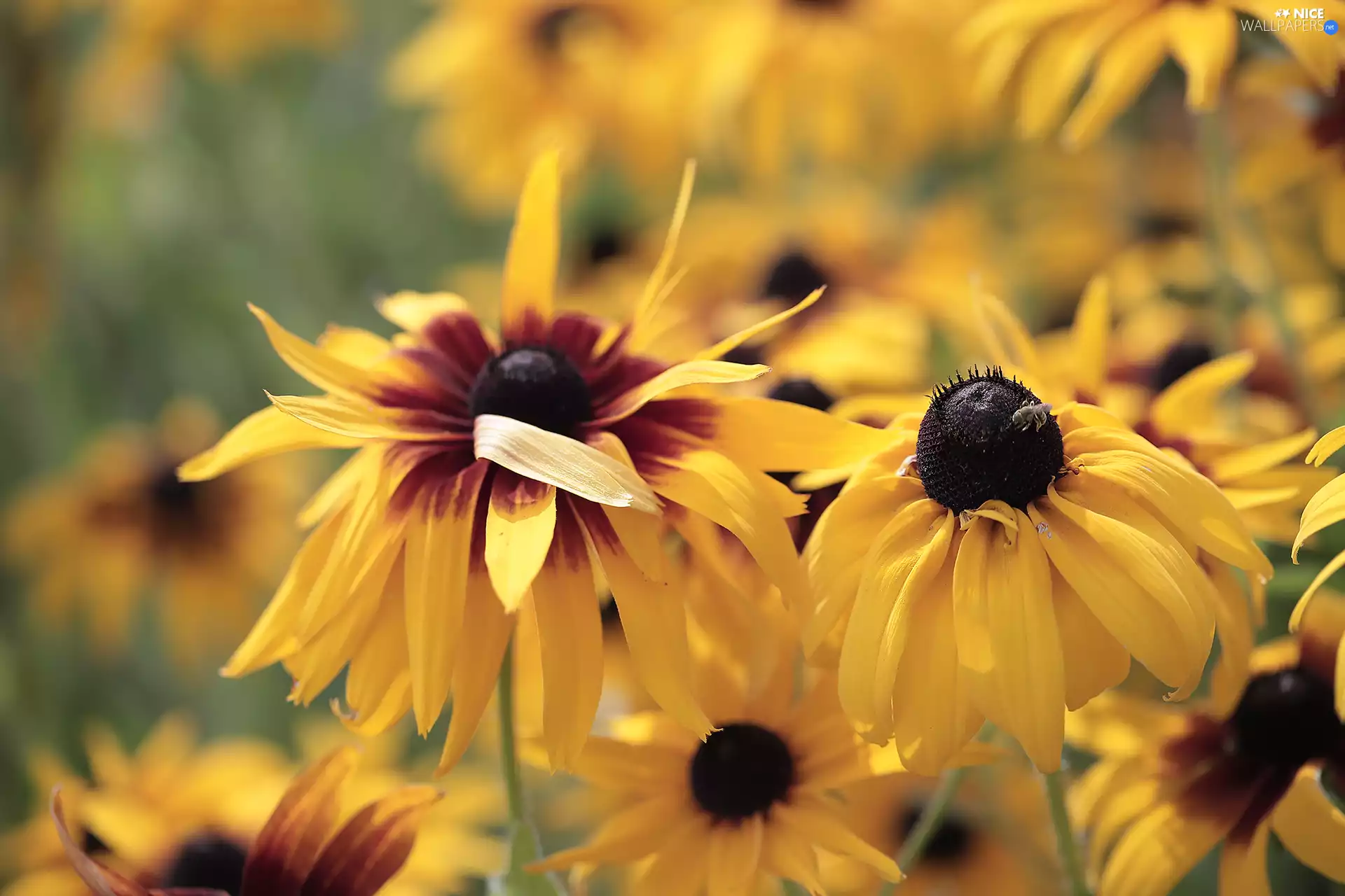Flowers, Rudbekie, Yellow