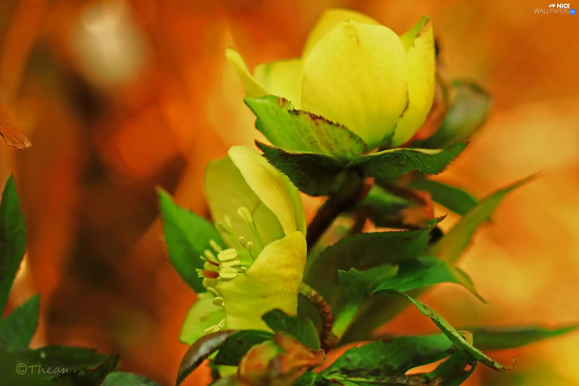 Yellow, Spring, Flowers, Helleborus