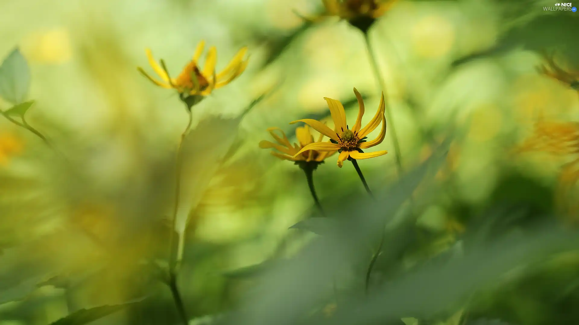 Flowers, Sunflower, Yellow