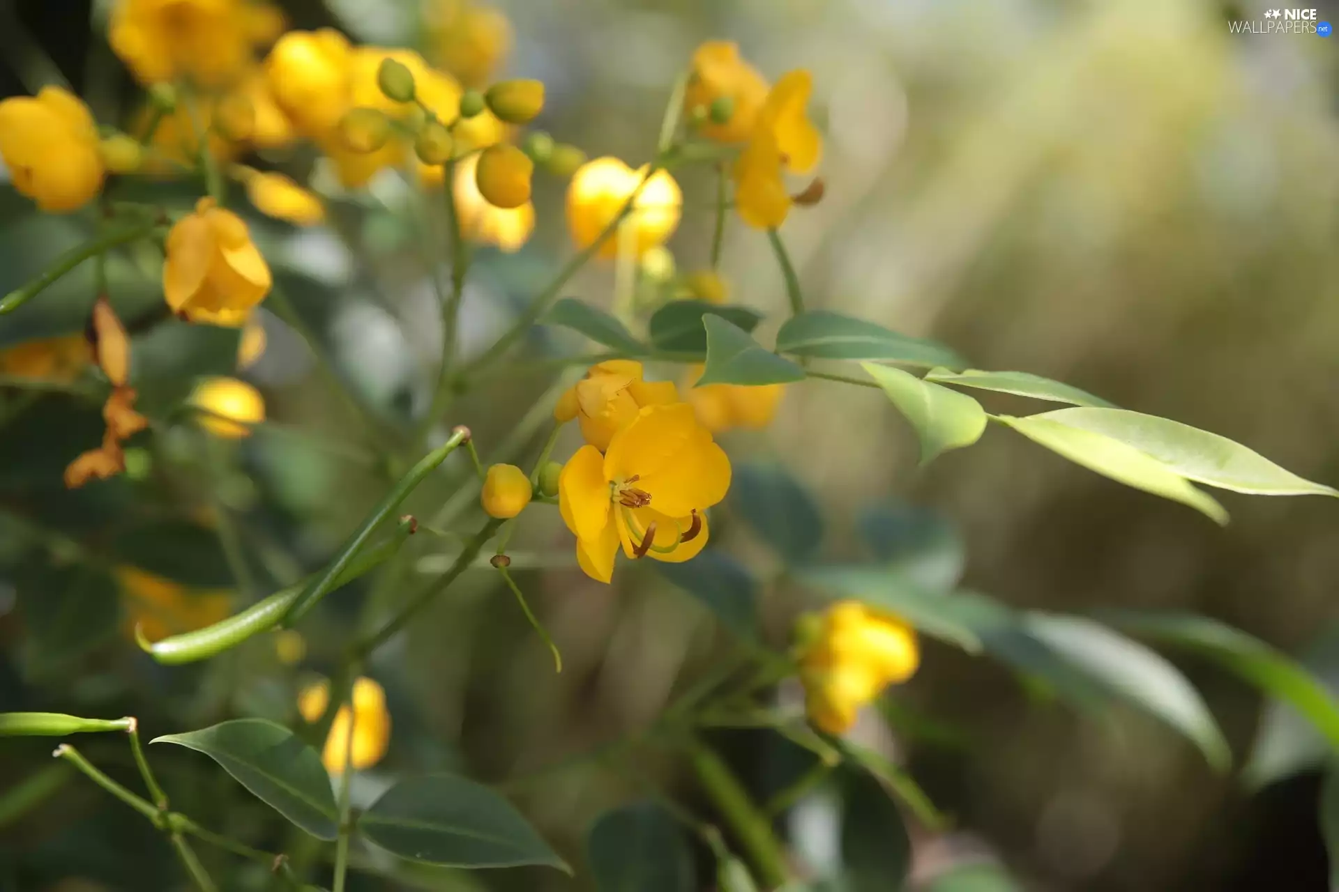Yellow, Cassia, Twigs, Flowers