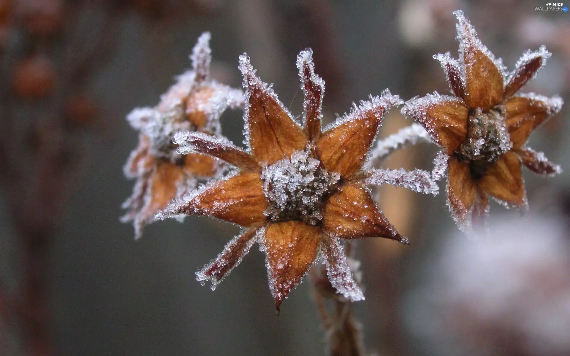 yellowish-brown, frozen, Flowers