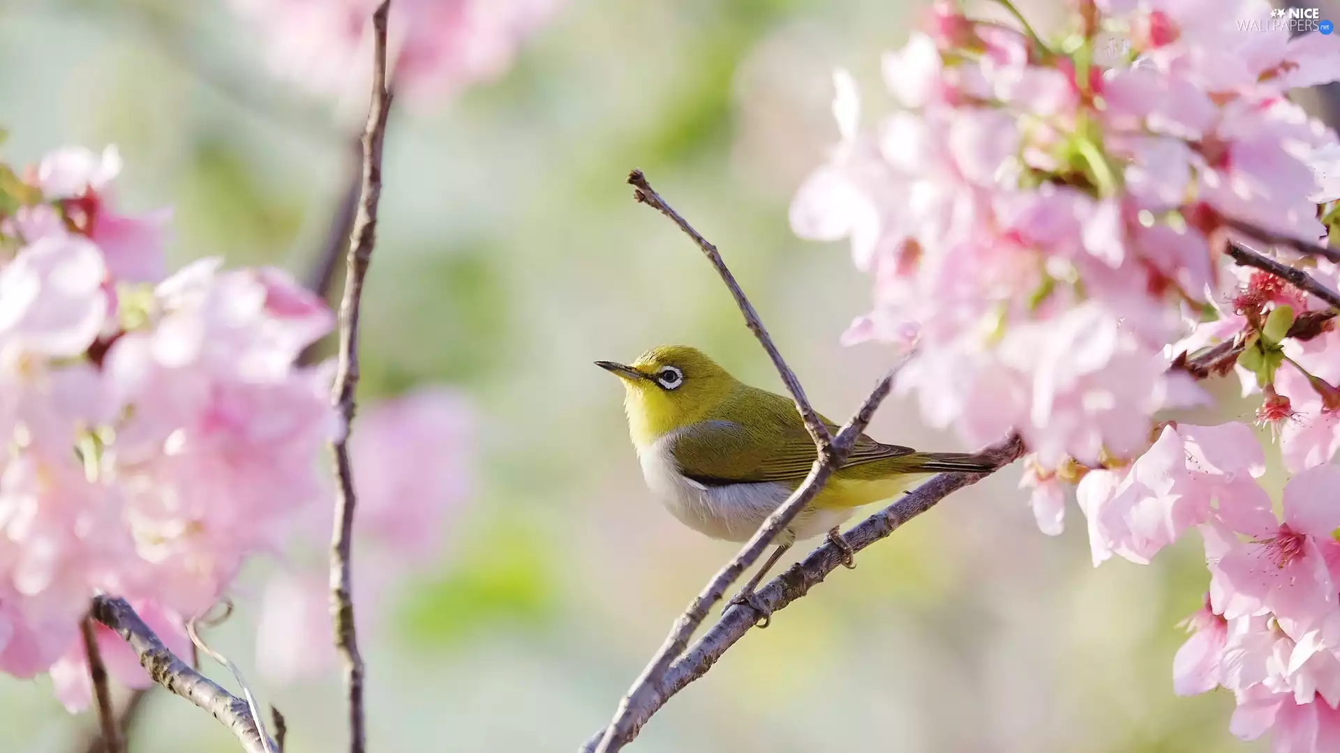 Twigs, Flowers, Zosterops, Flourished, Bird