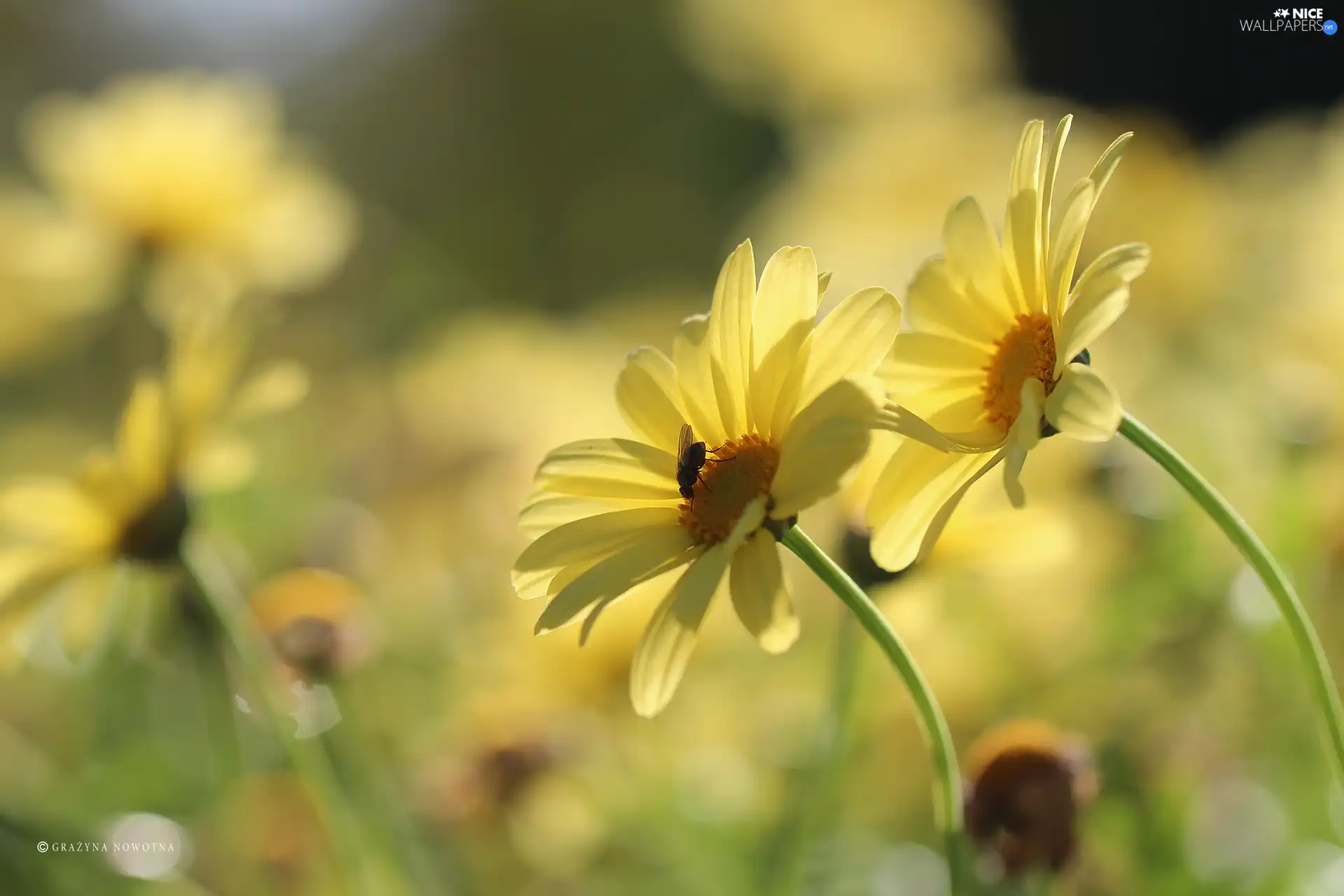 fly, Yellow, daisy