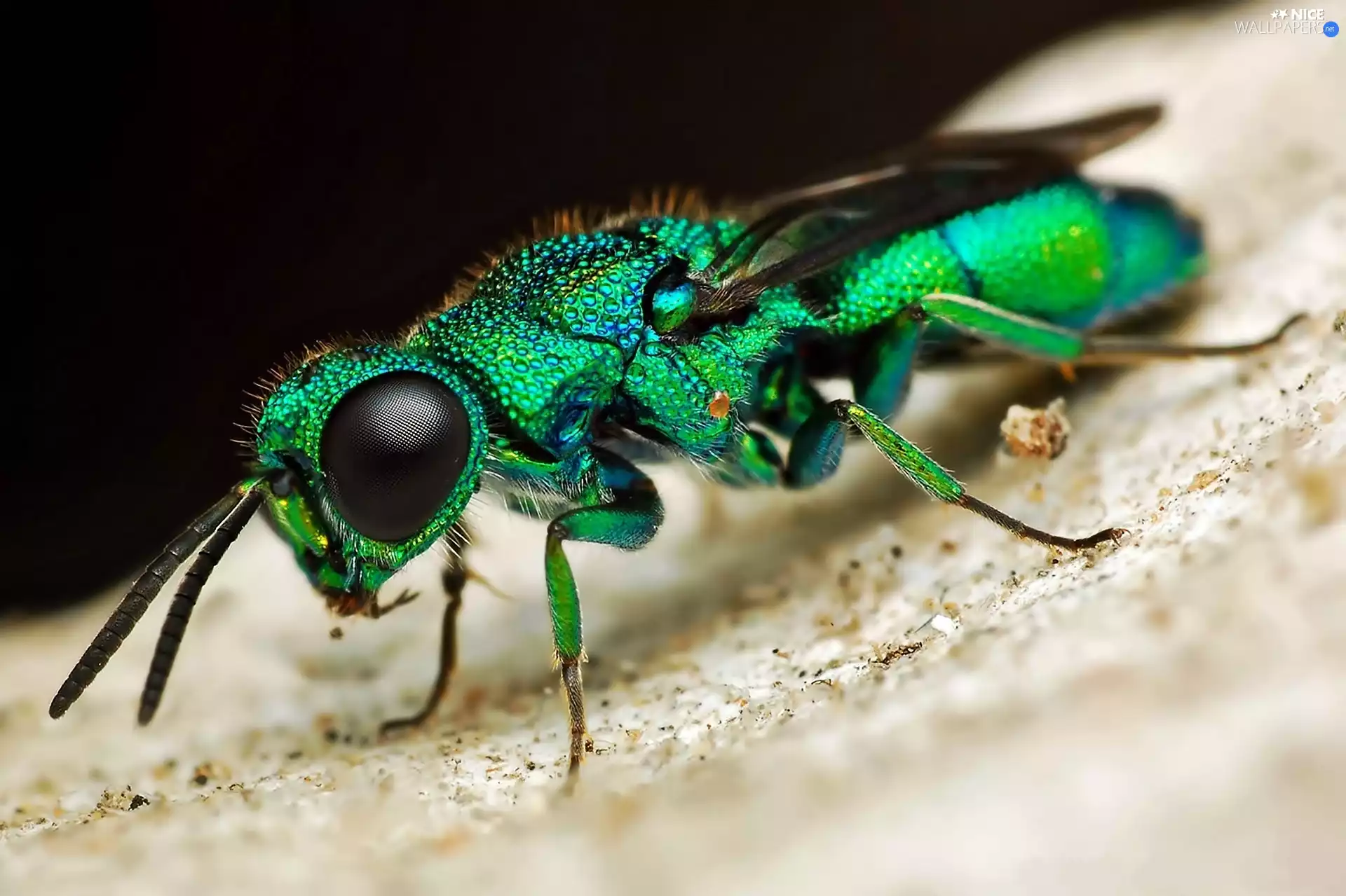 fly, tropical, Rainbow