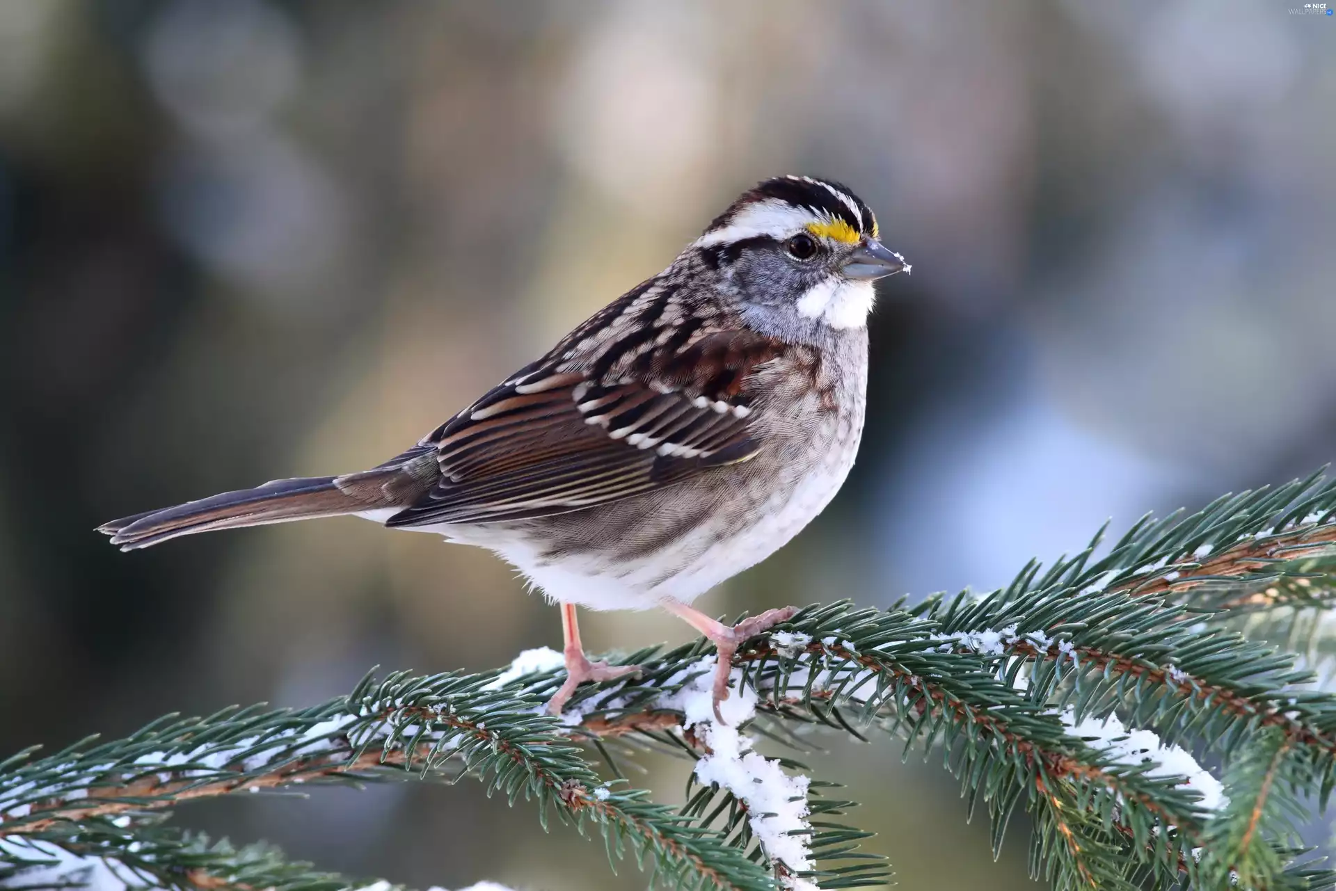 conifer, snow, Restless Flycatcher, twig, Zonotrichia