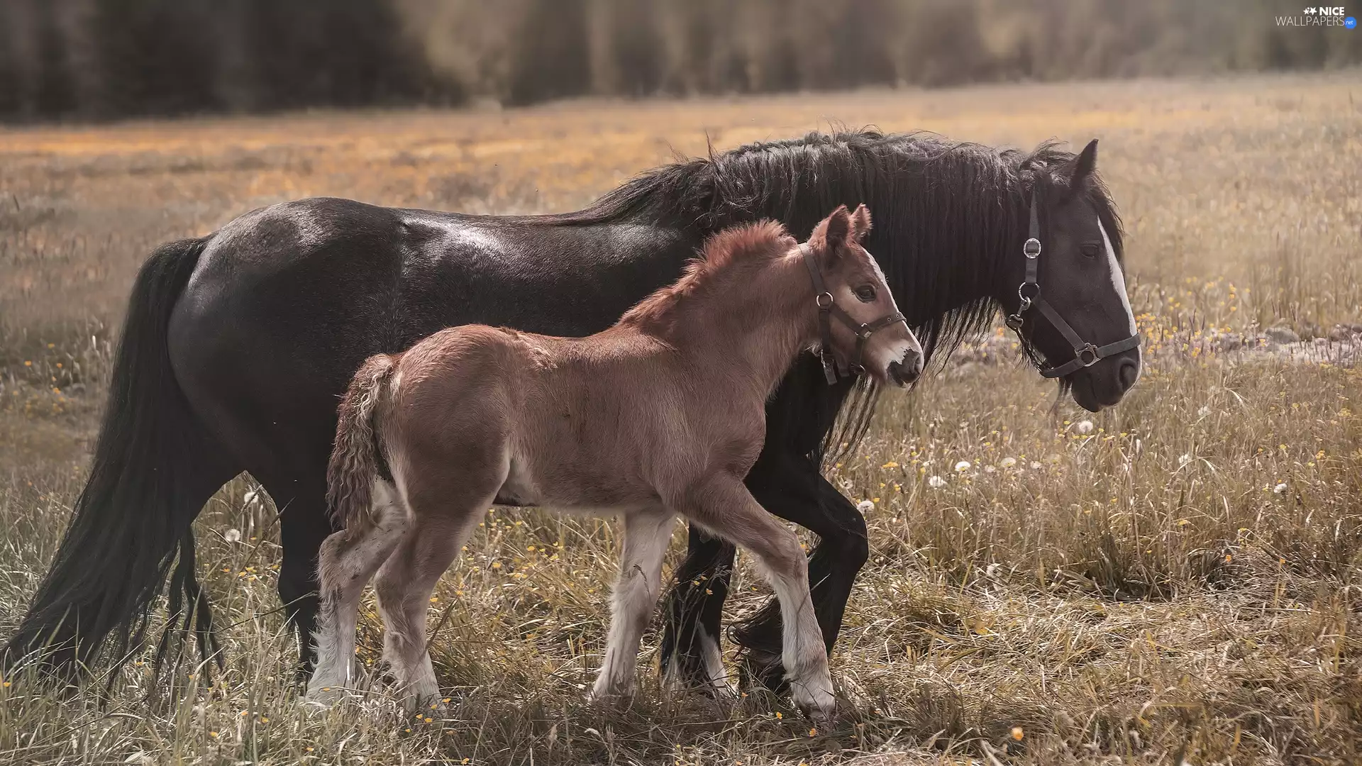 foal, bloodstock, Meadow