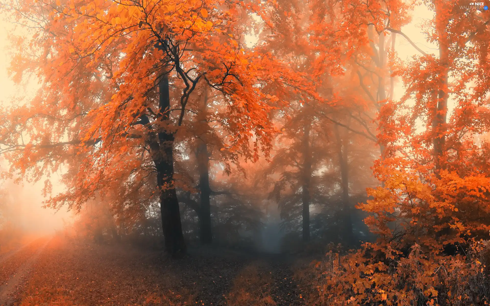 Fog, autumn, trees, viewes, forest