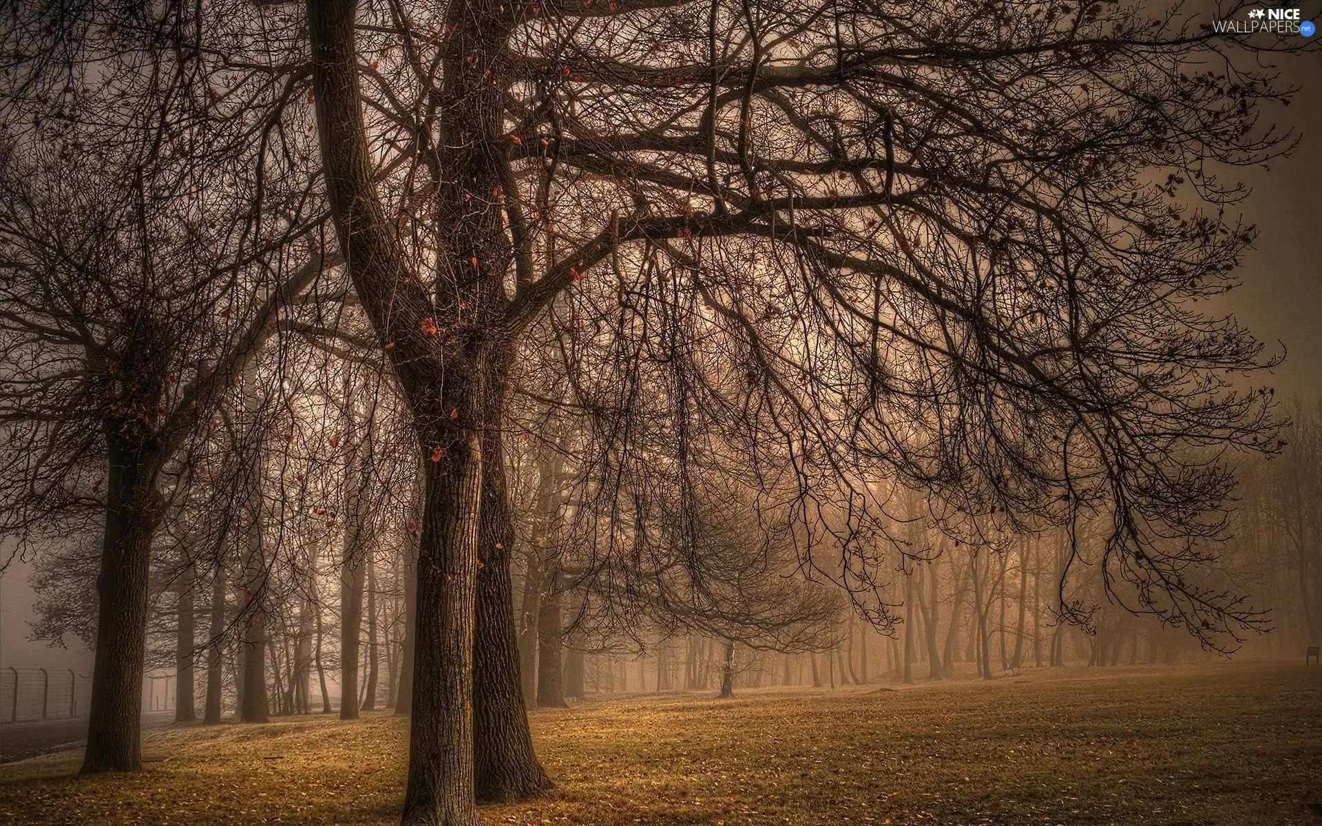 viewes, Park, Fog, autumn, Leaf, trees