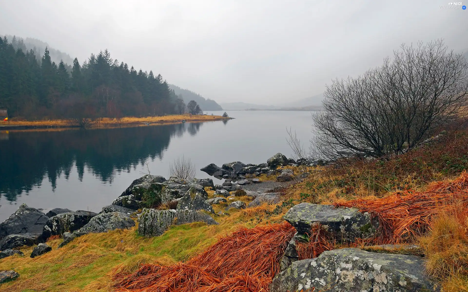 woods, lake, Fog, autumn, Mountains, Stones