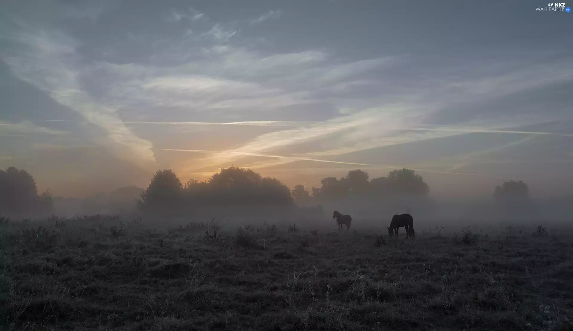 viewes, Fog, bloodstock, trees, Meadow