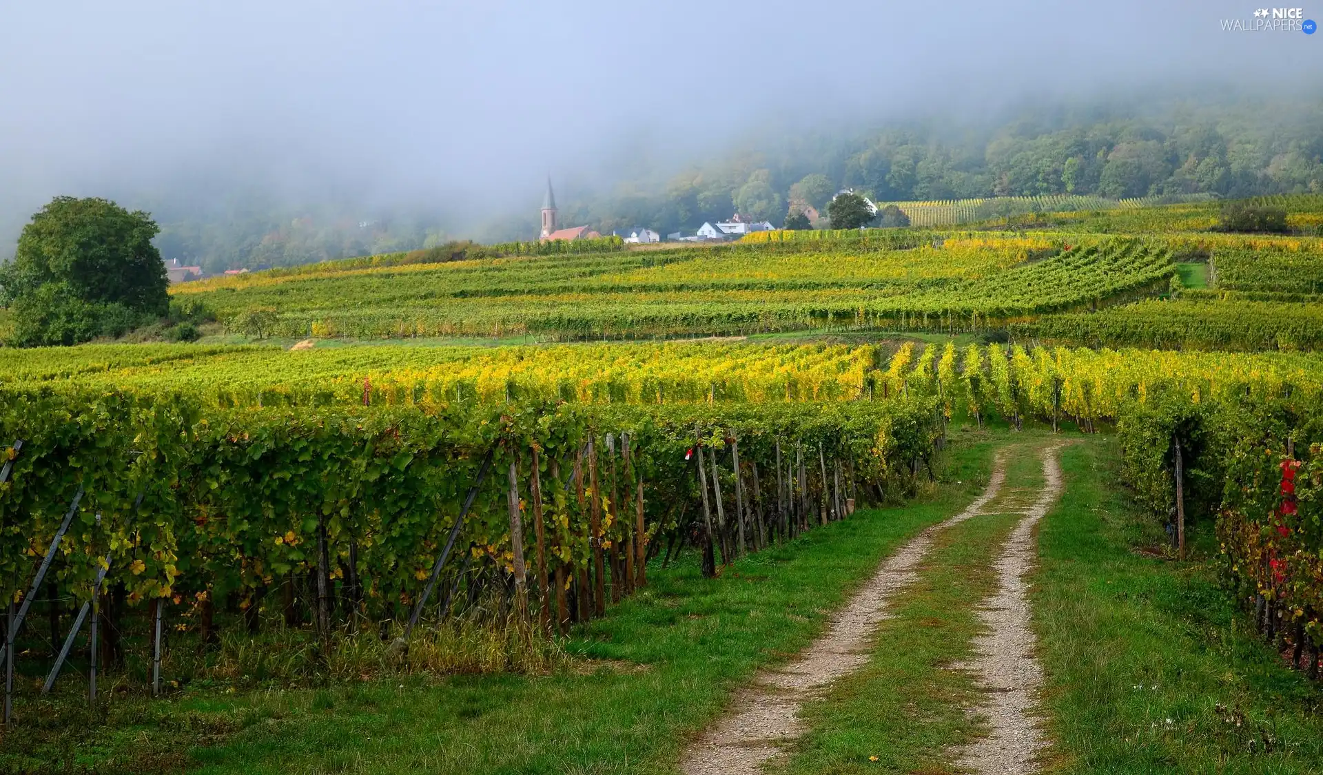 plantation, Field, Hill, Fog, Way, cultivated