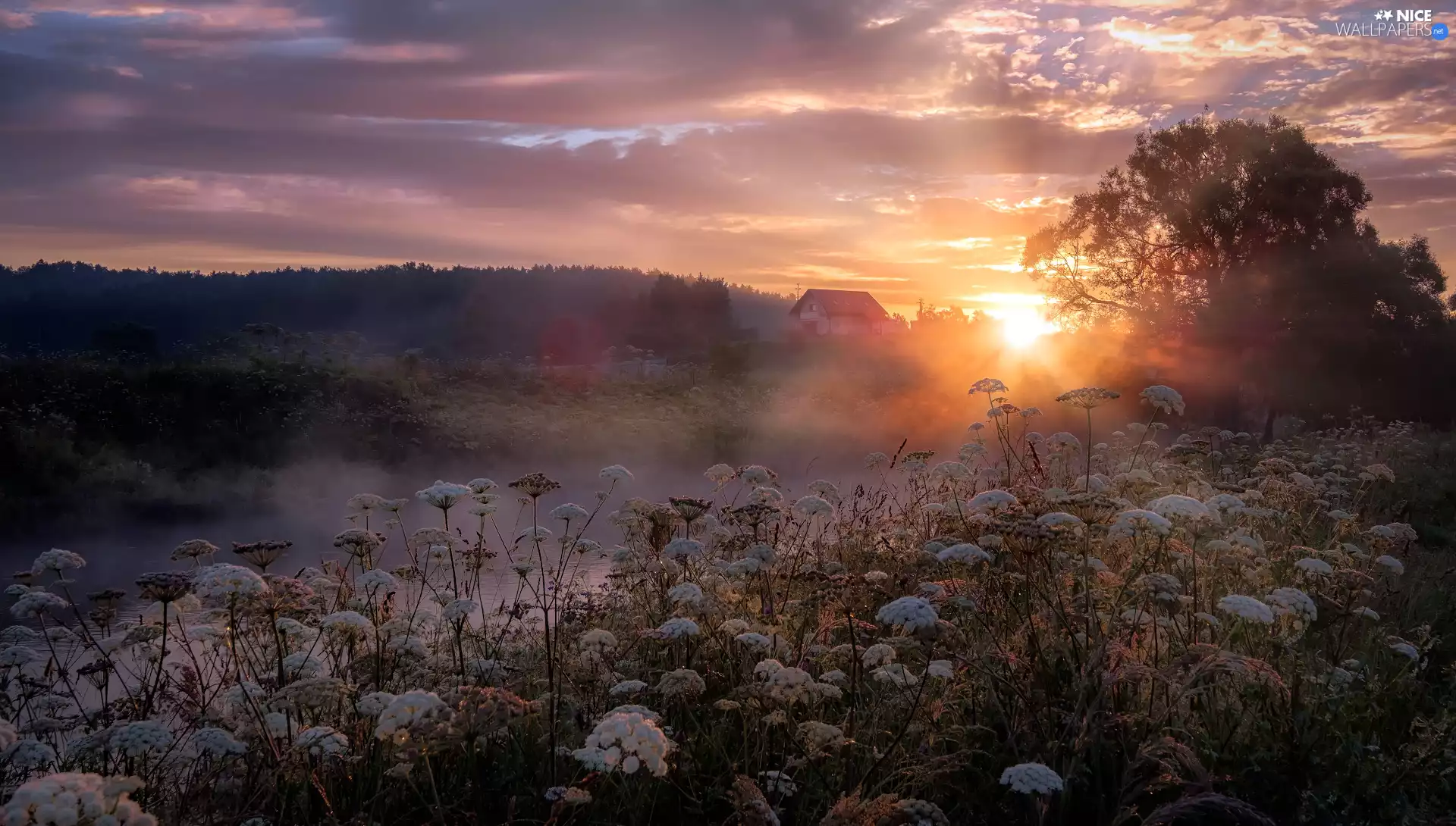 house, Fog, Flowers, River, Sunrise