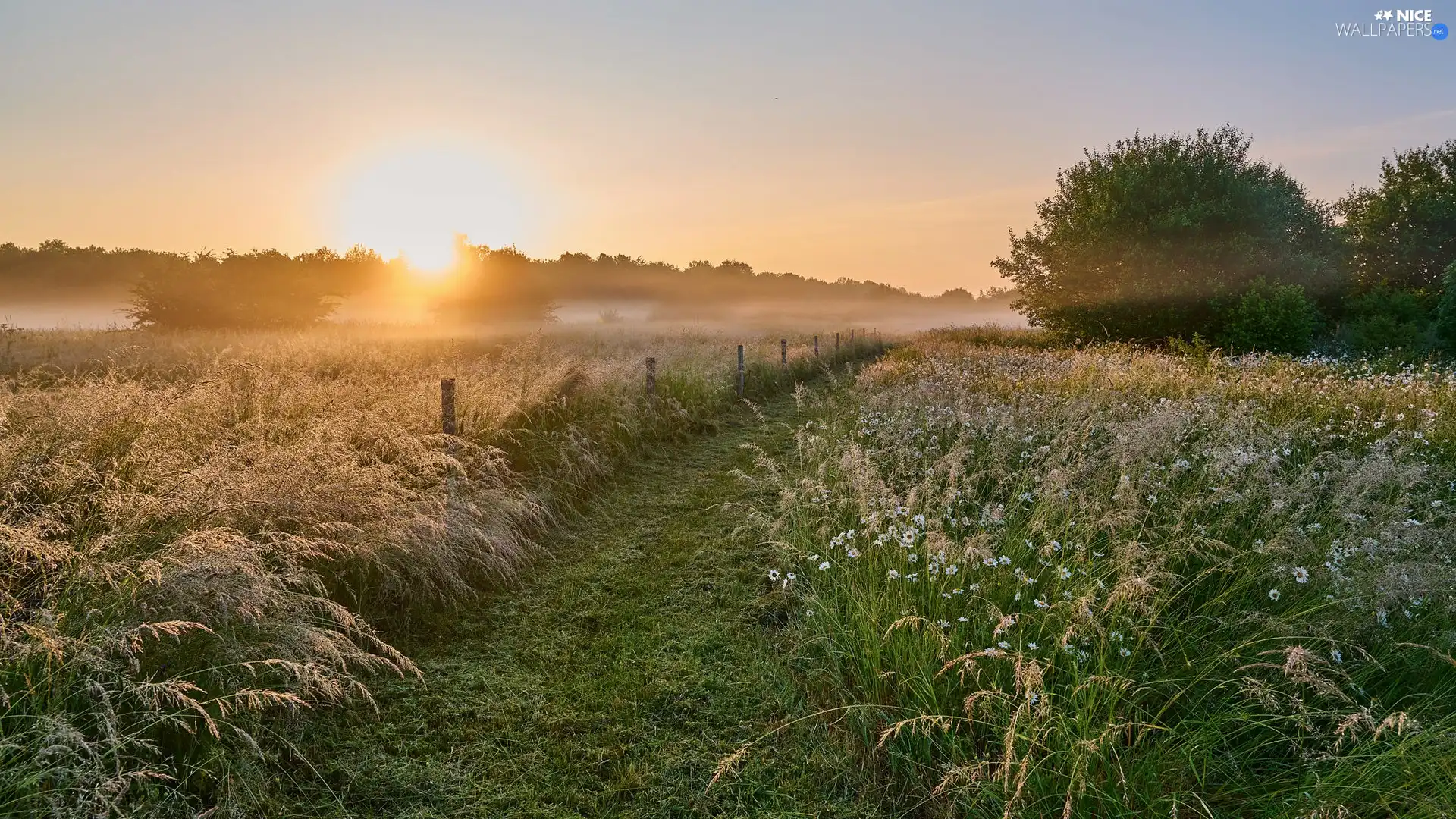 Fog, Sunrise, Meadow, grass, trees, viewes, Flowers, Way, White