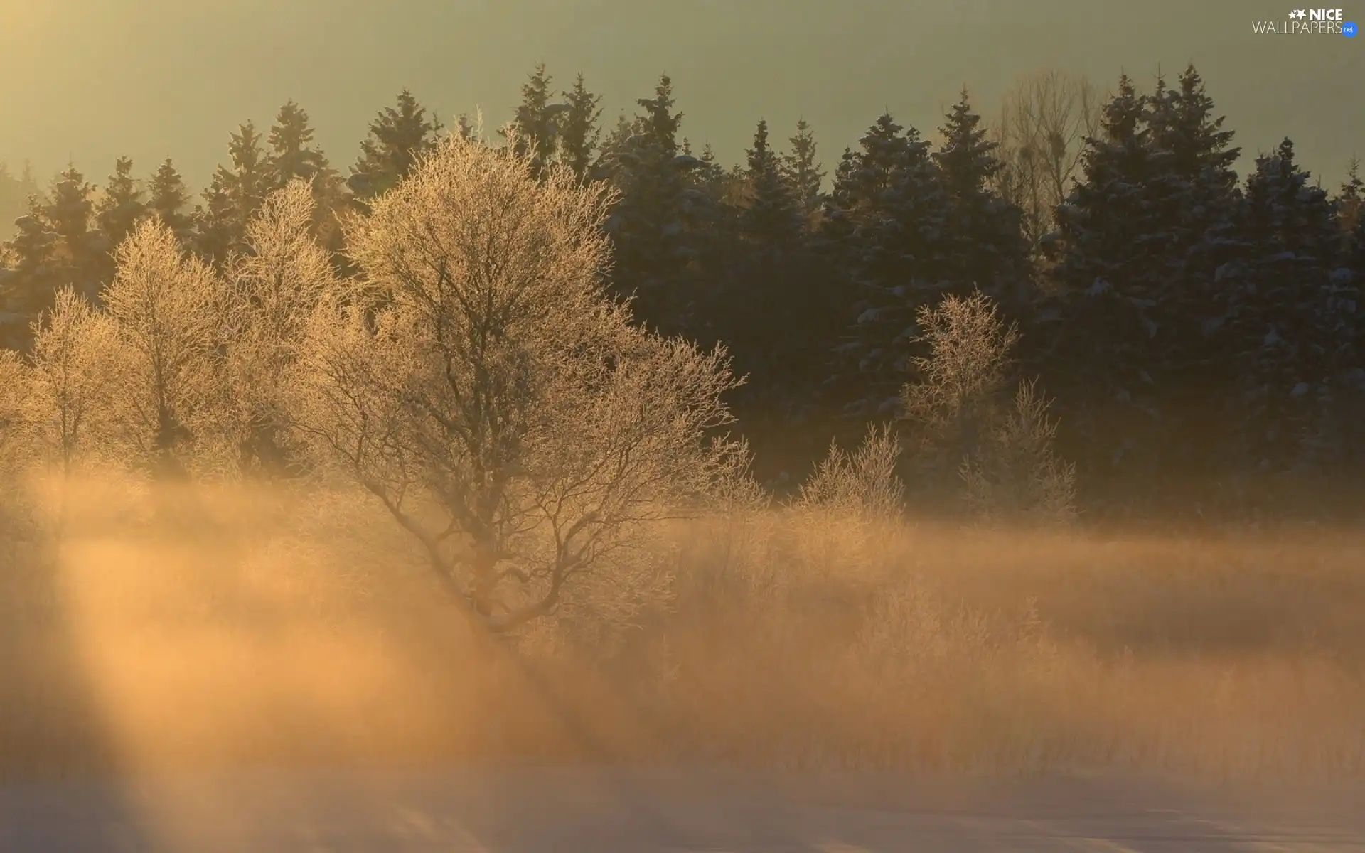 forest, Fog