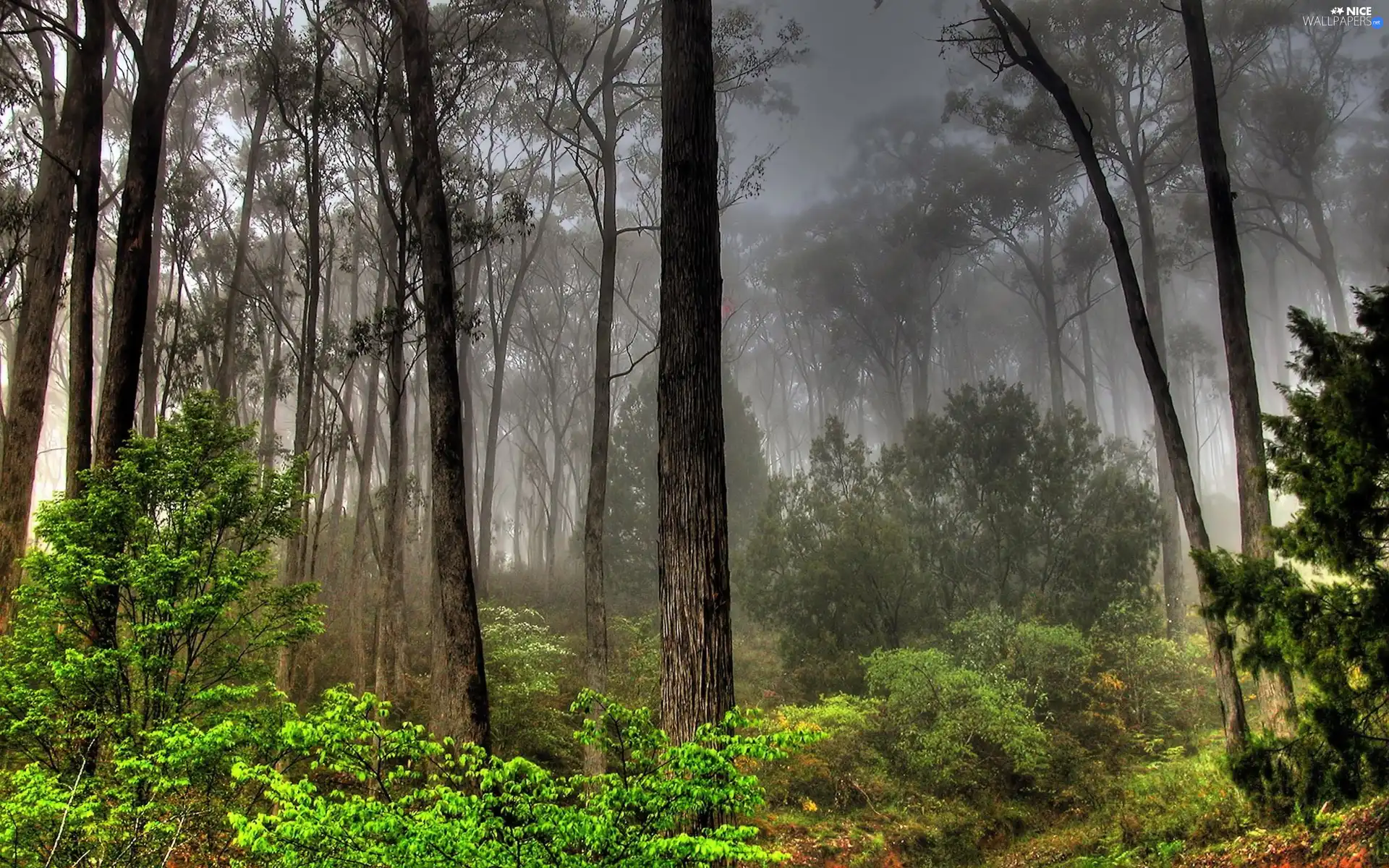 forest, Fog