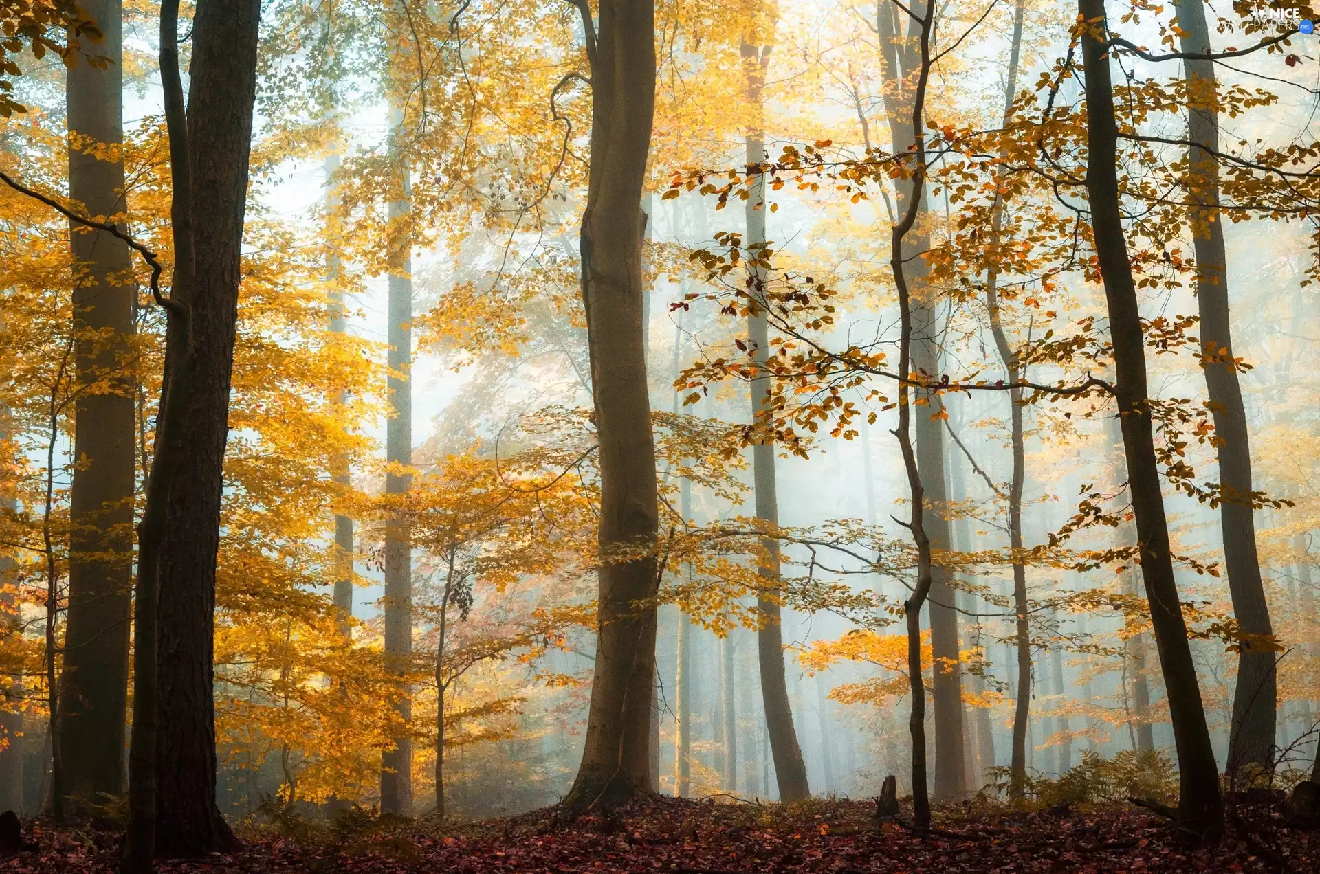 Fog, autumn, forest