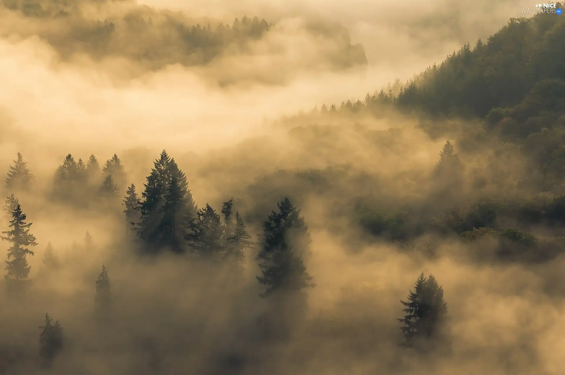 Fog, clouds, forest