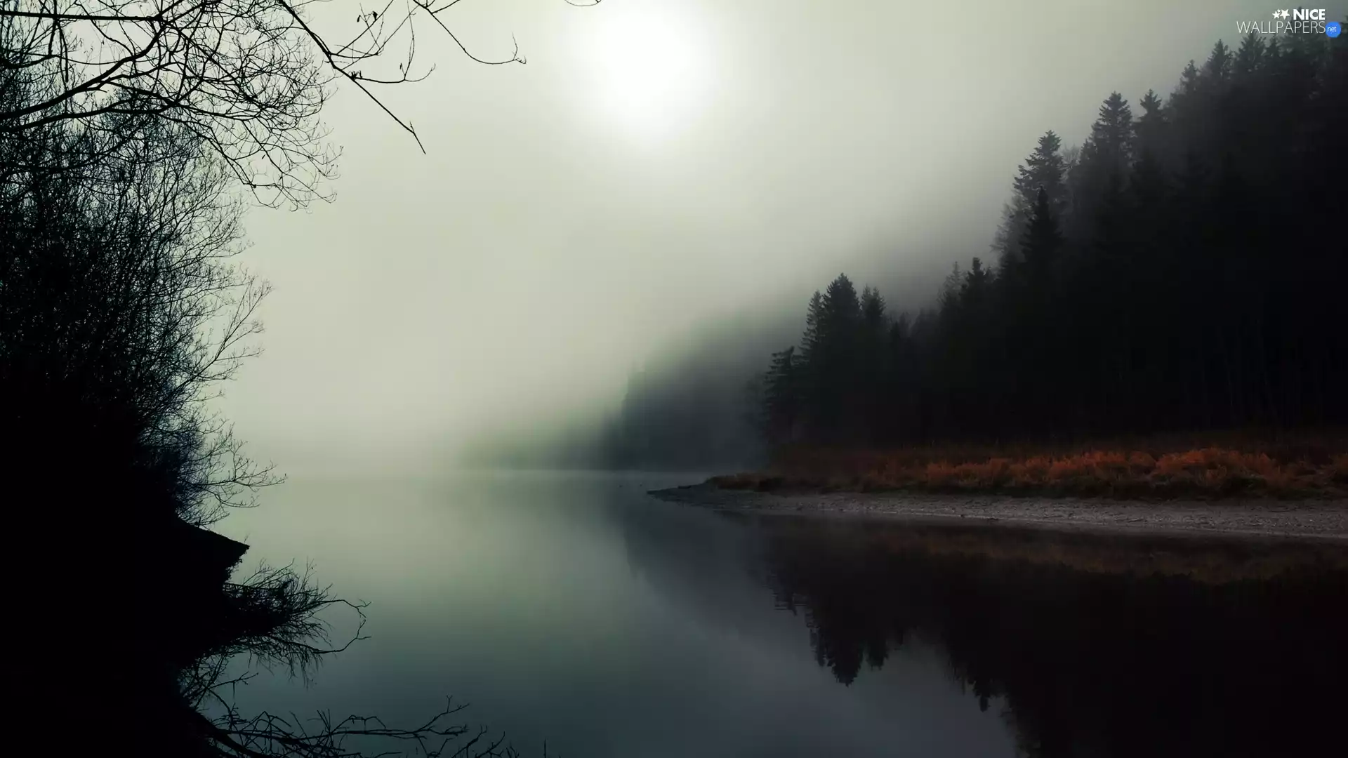 Fog, River, forest