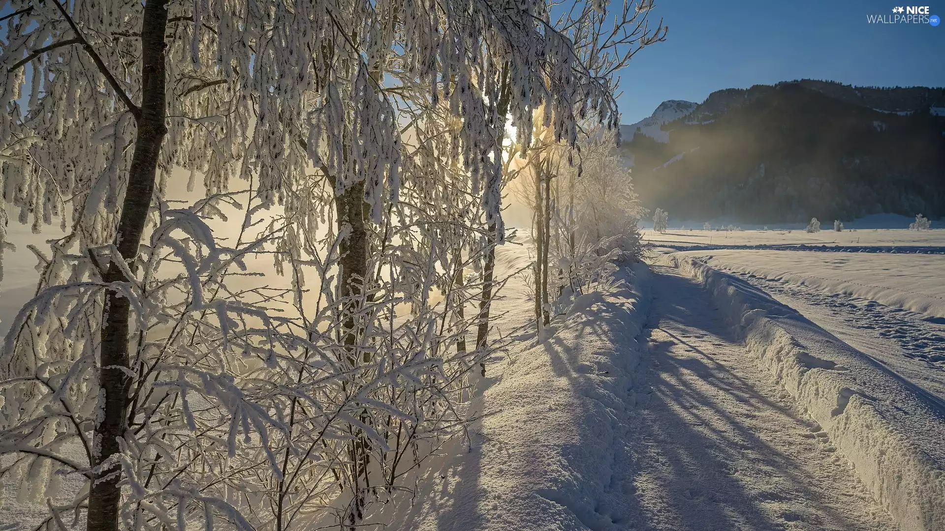 viewes, snow, glamour, Way, sunny, trees, winter, Fog