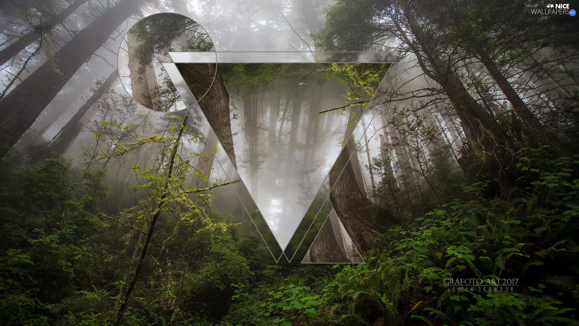 trees, 3D Graphics, Fog, effects, viewes, forest