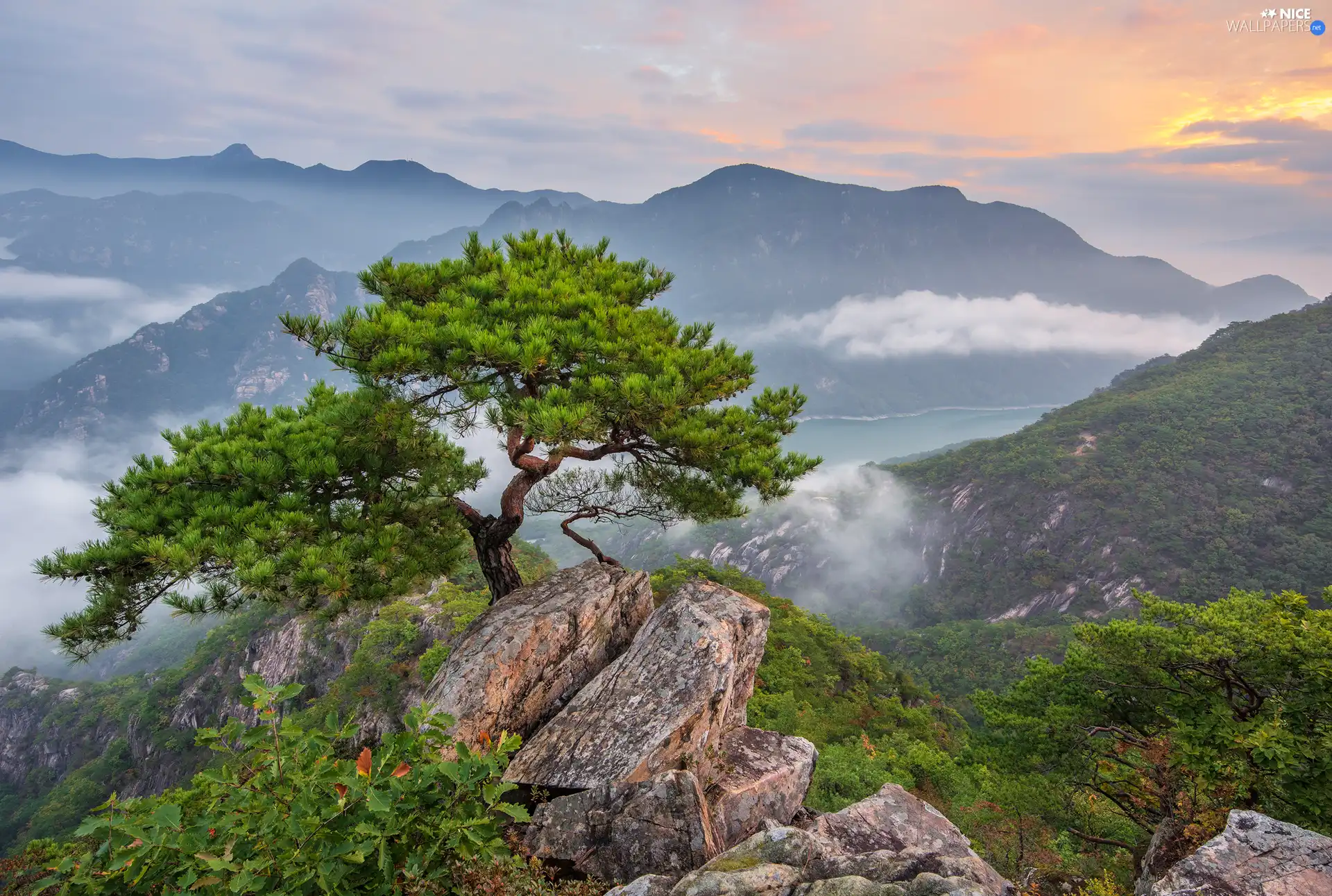 rocks, Sunrise, pine, Fog, trees, Mountains