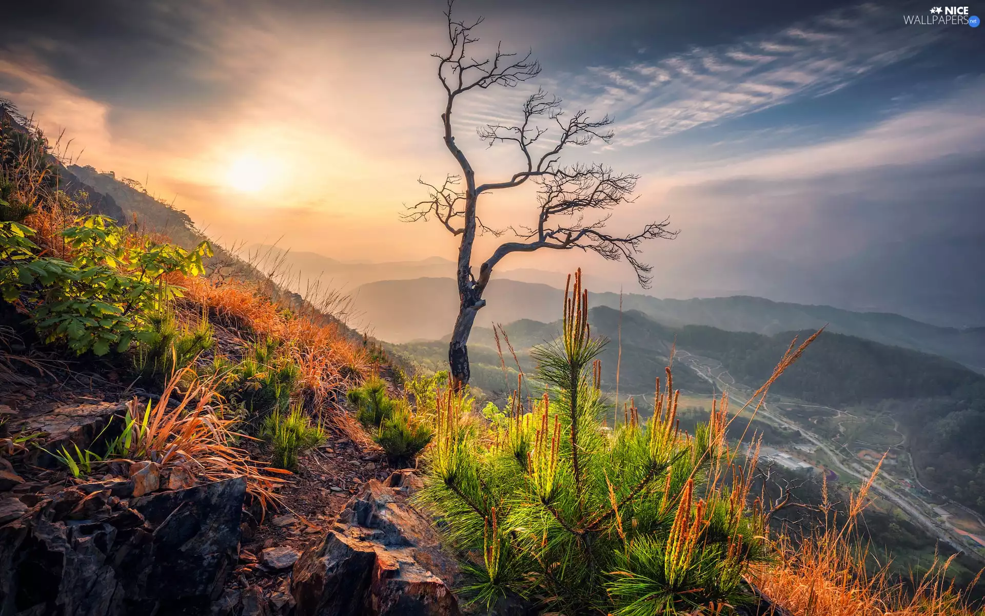 leafless, Sunrise, Plants, Fog, trees, Mountains