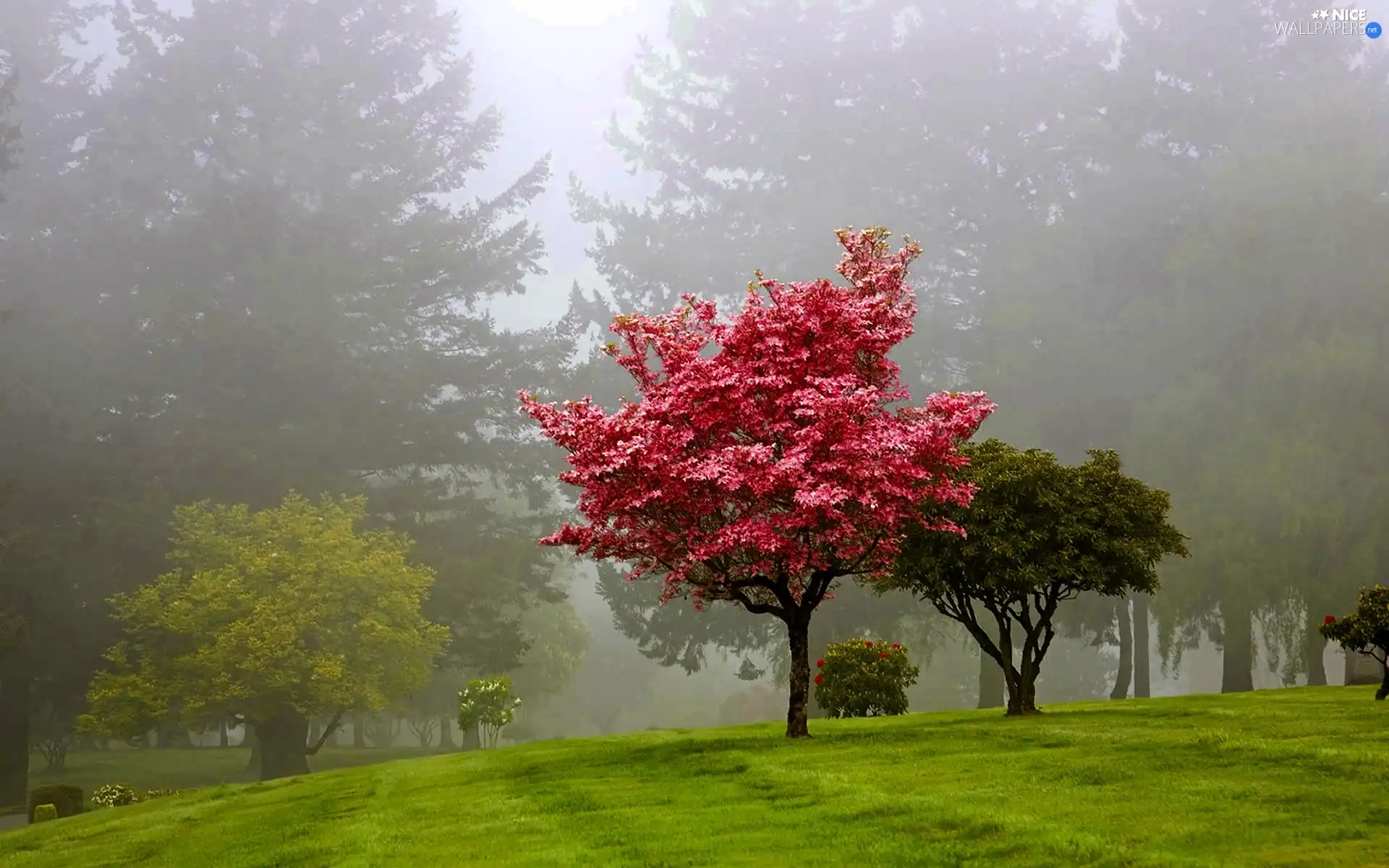 Park, viewes, Fog, trees