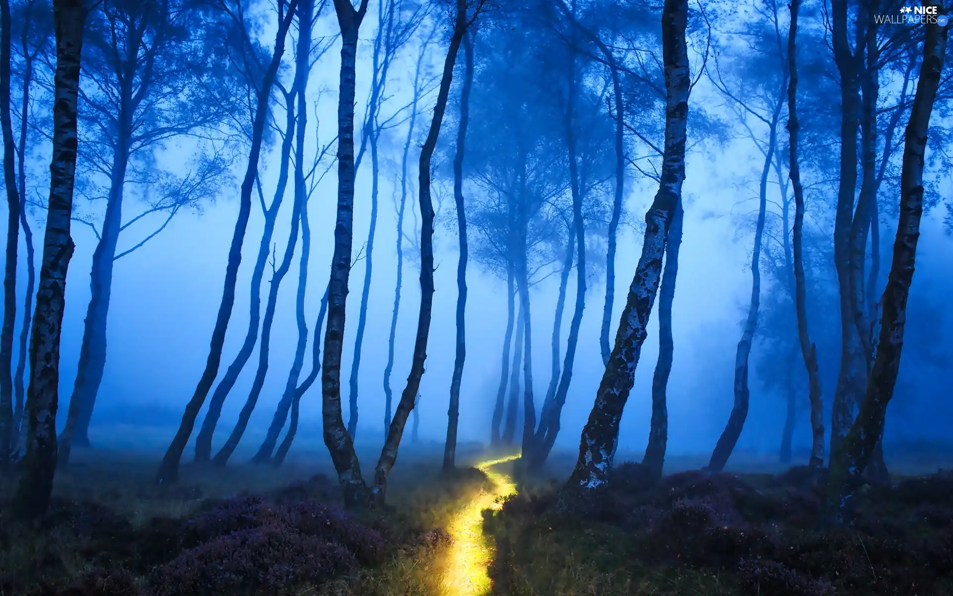 Fog, Path, trees, viewes, forest