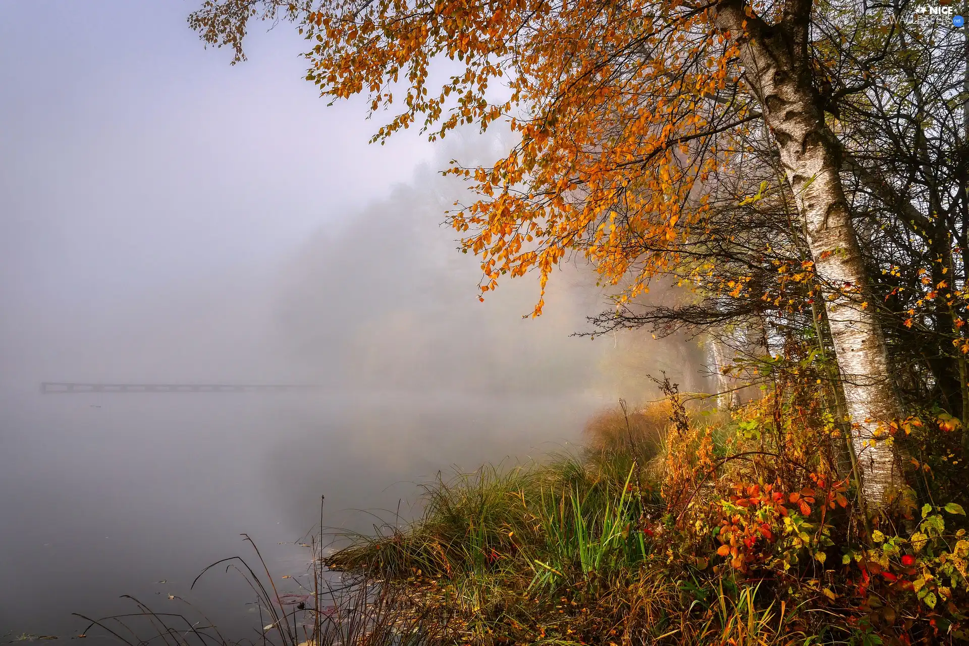 trees, lake, Plants, birch-tree, autumn, viewes, Fog