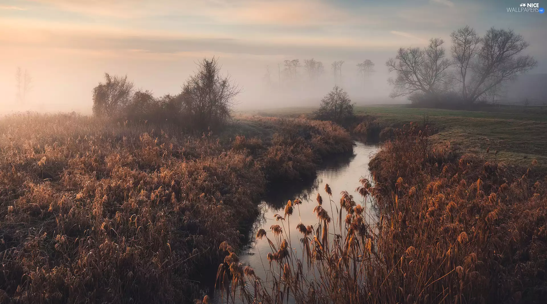 viewes, Fog, Plants, trees, River