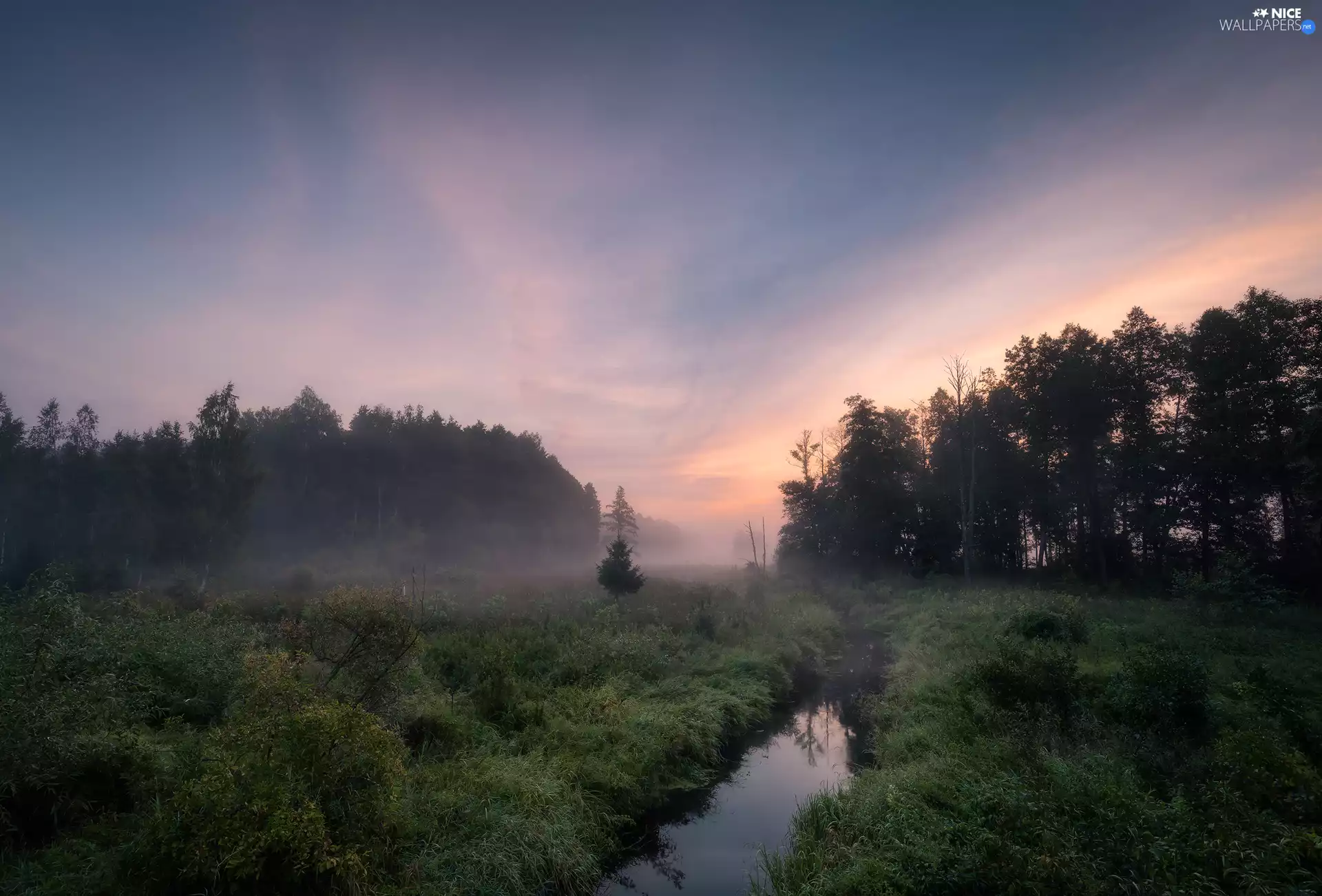 trees, forest, Podlachia, Fog, River, viewes, Poland