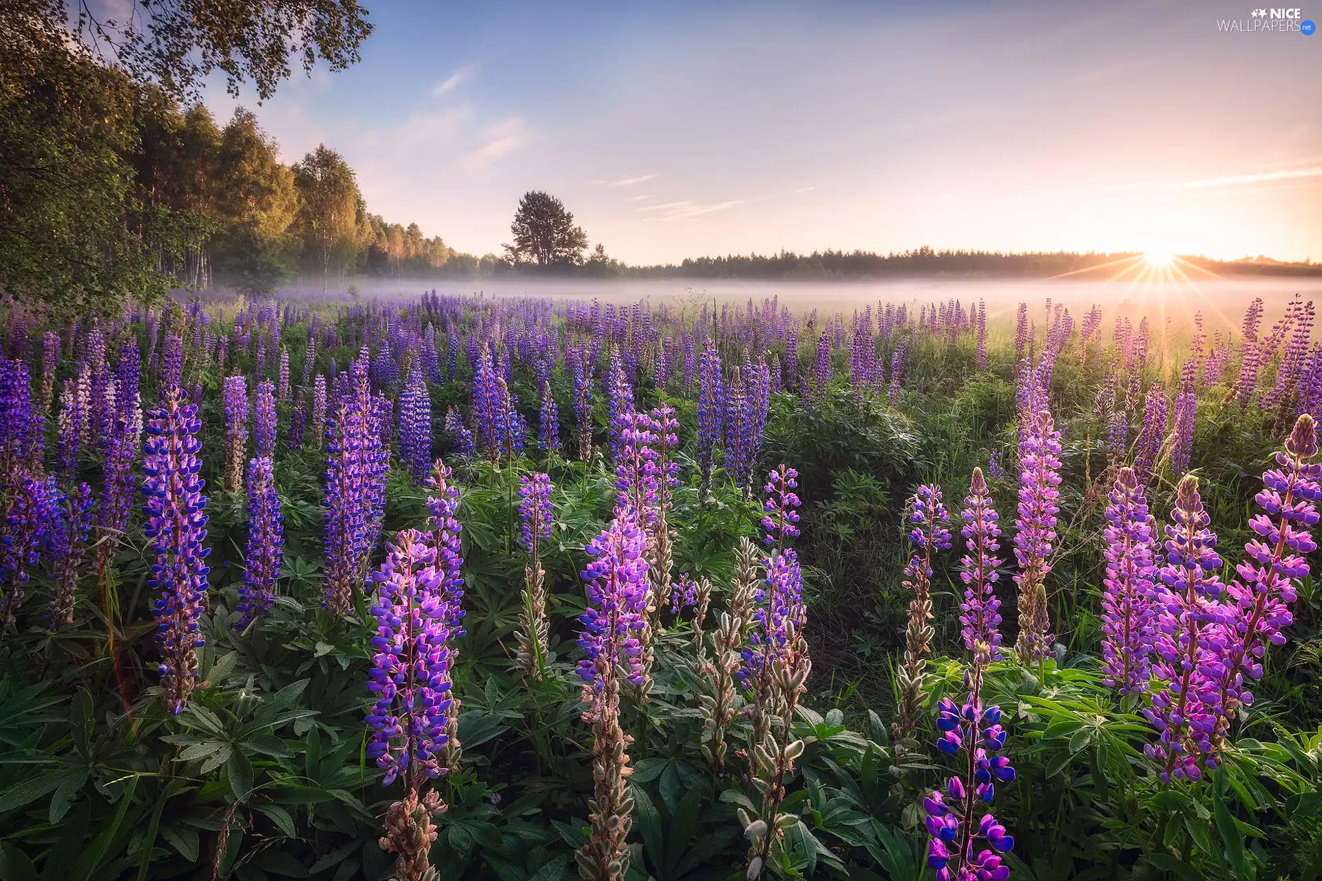 Meadow, Poland, Sunrise, Fog, lupine, Podlachia