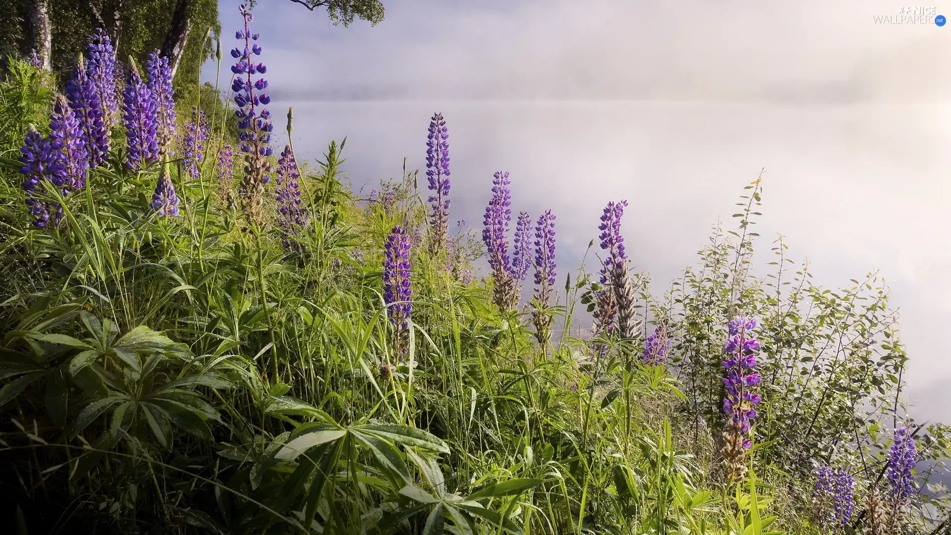 Fog, lupine, River