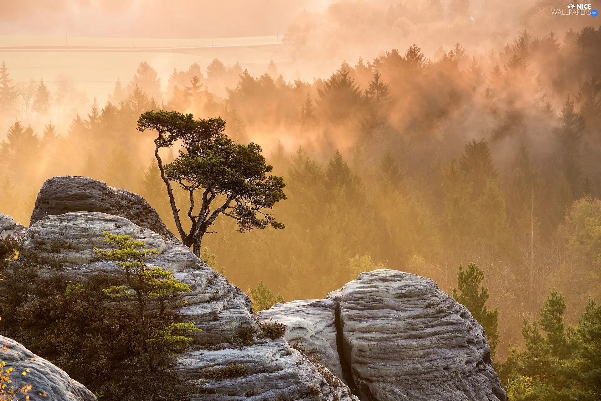 rocks, forest, Fog, trees