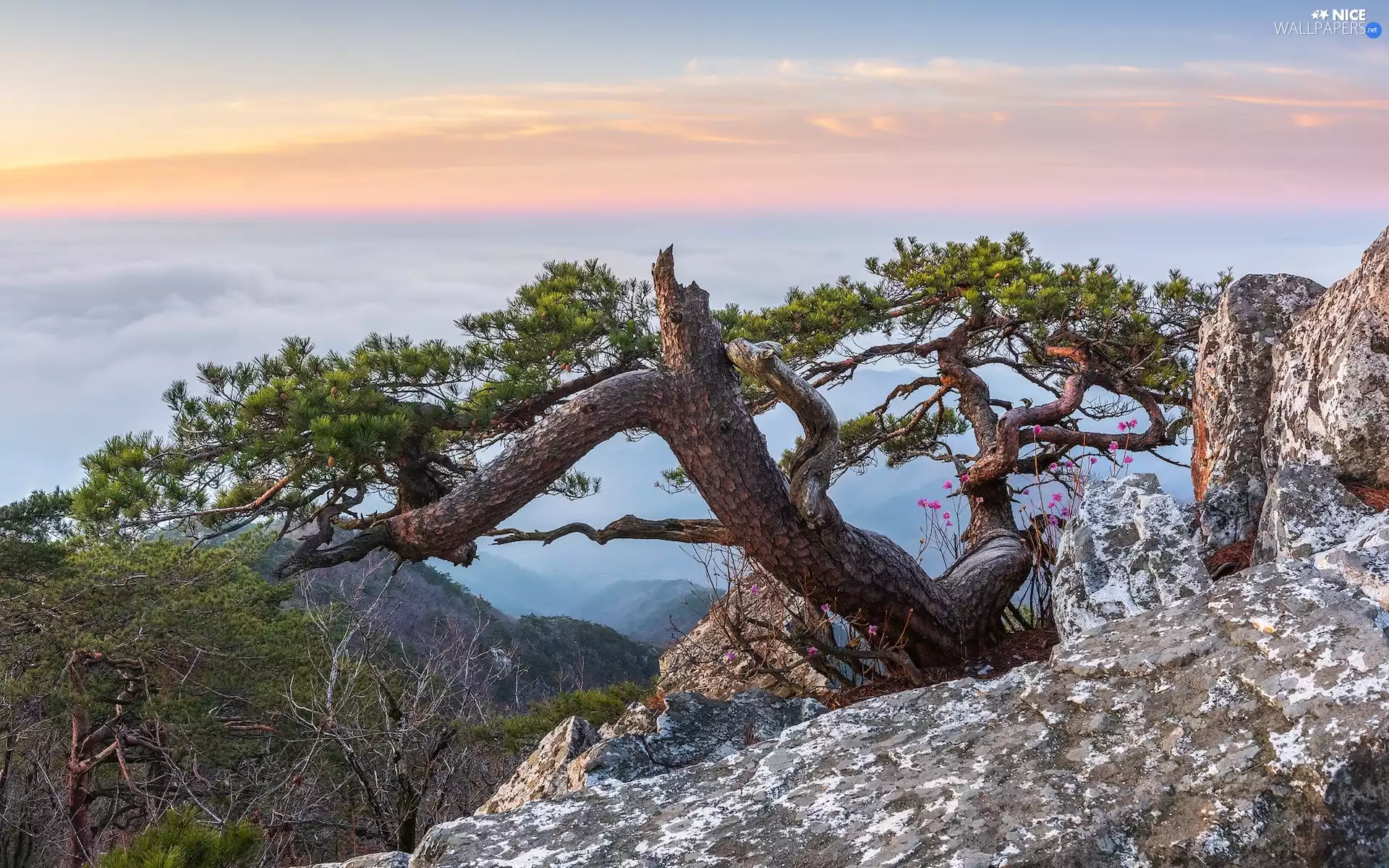 pine, Fog, Rocks, inclined, Mountains