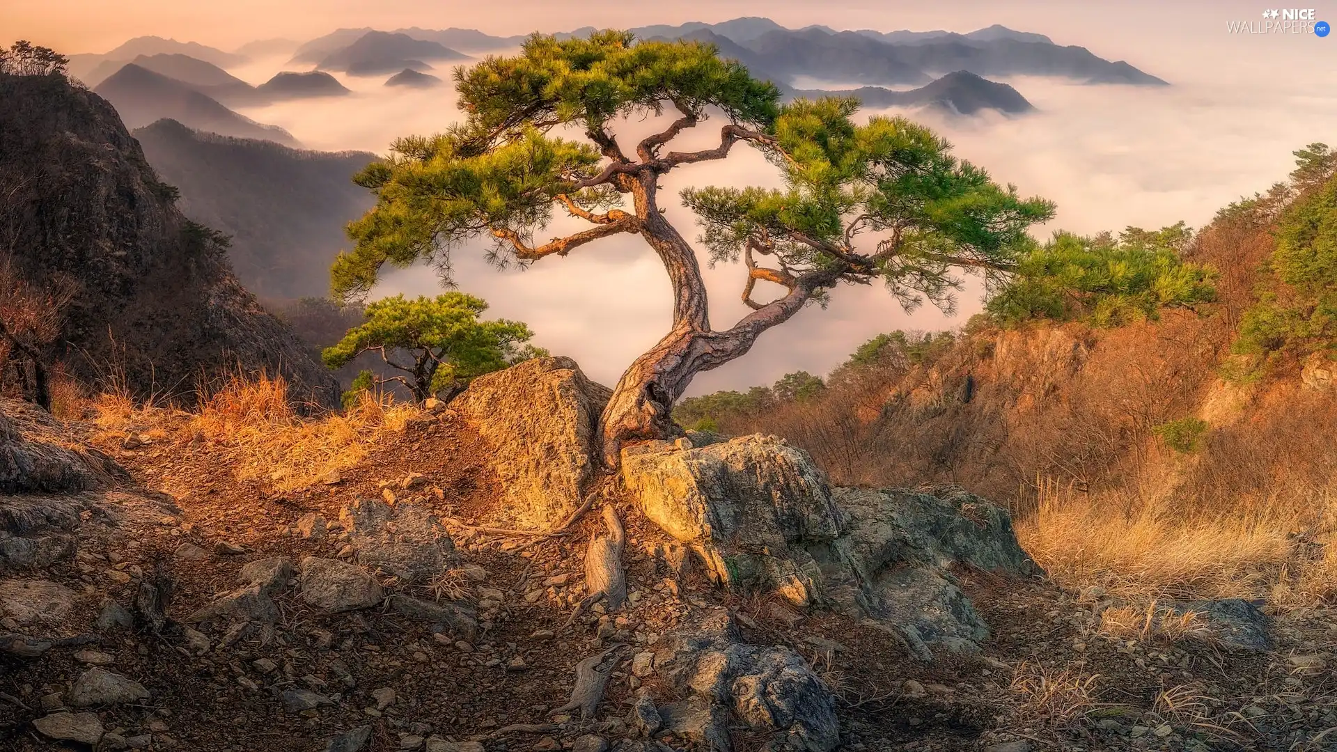 pine, Fog, rocks, trees, Mountains