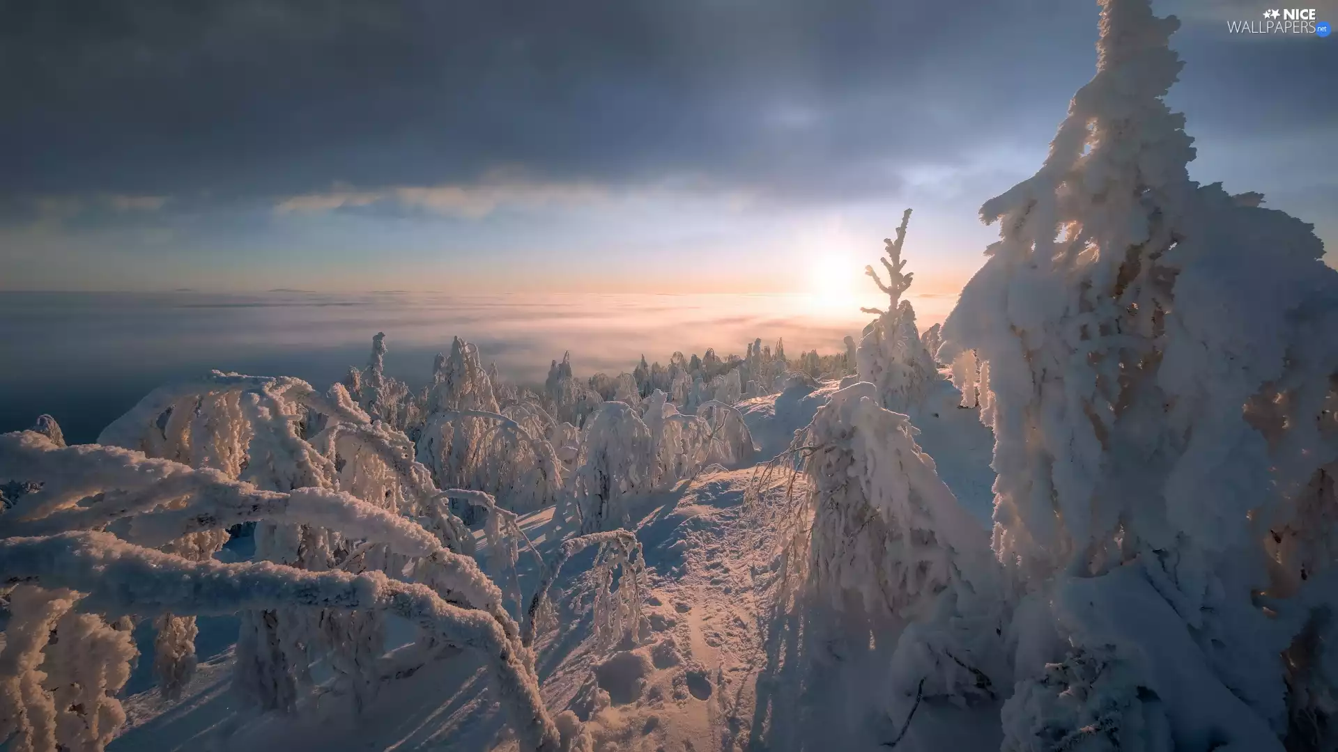 trees, winter, Sunrise, Fog, viewes, Snowy