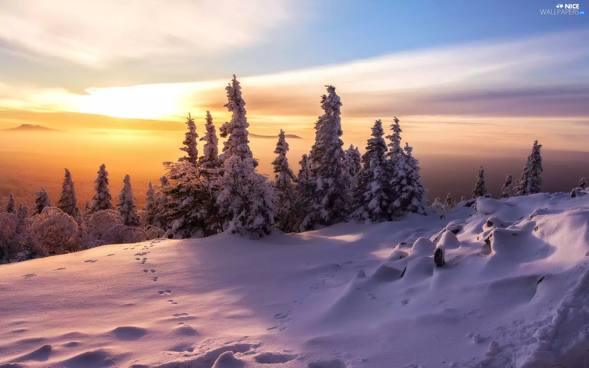 Sunrise, Fog, Snowy, Spruces, winter