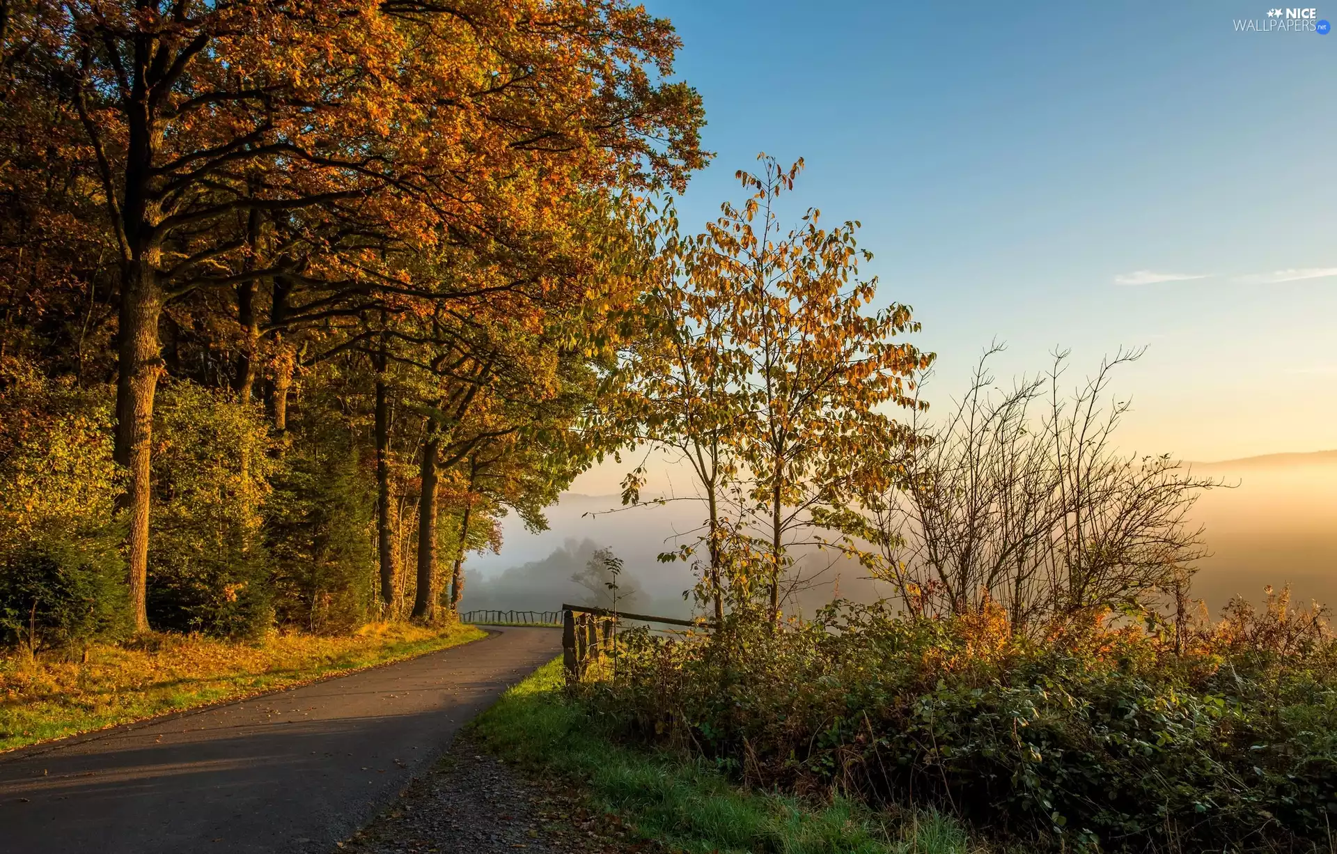 viewes, Way, autumn, Fog, morning, trees