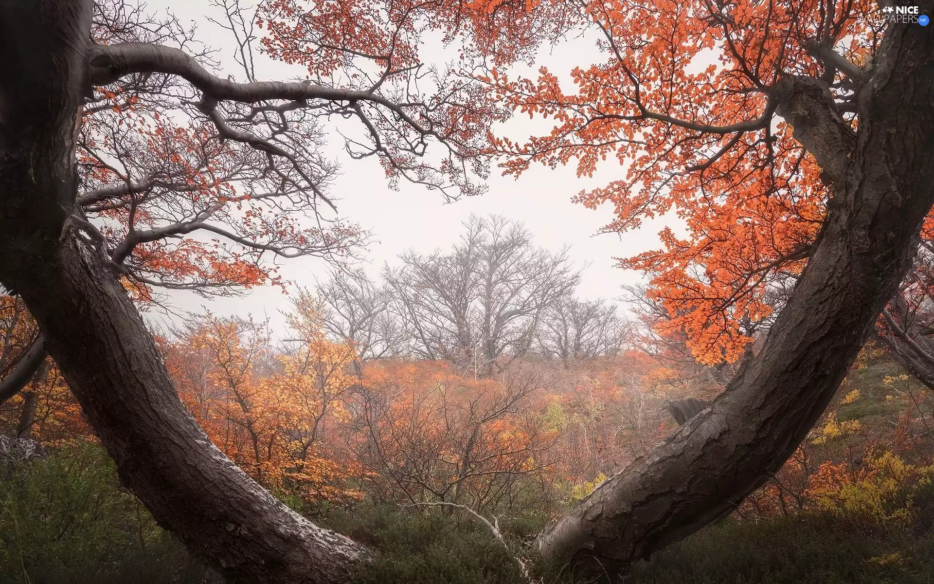 Stems, Fog, trees, viewes, autumn