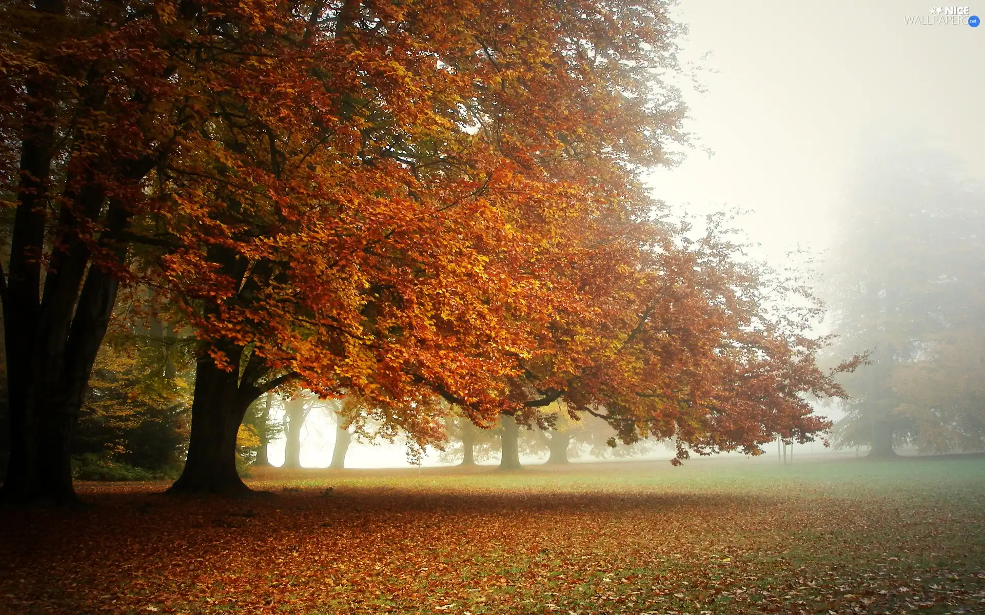 trees, Leaf, Fog, viewes