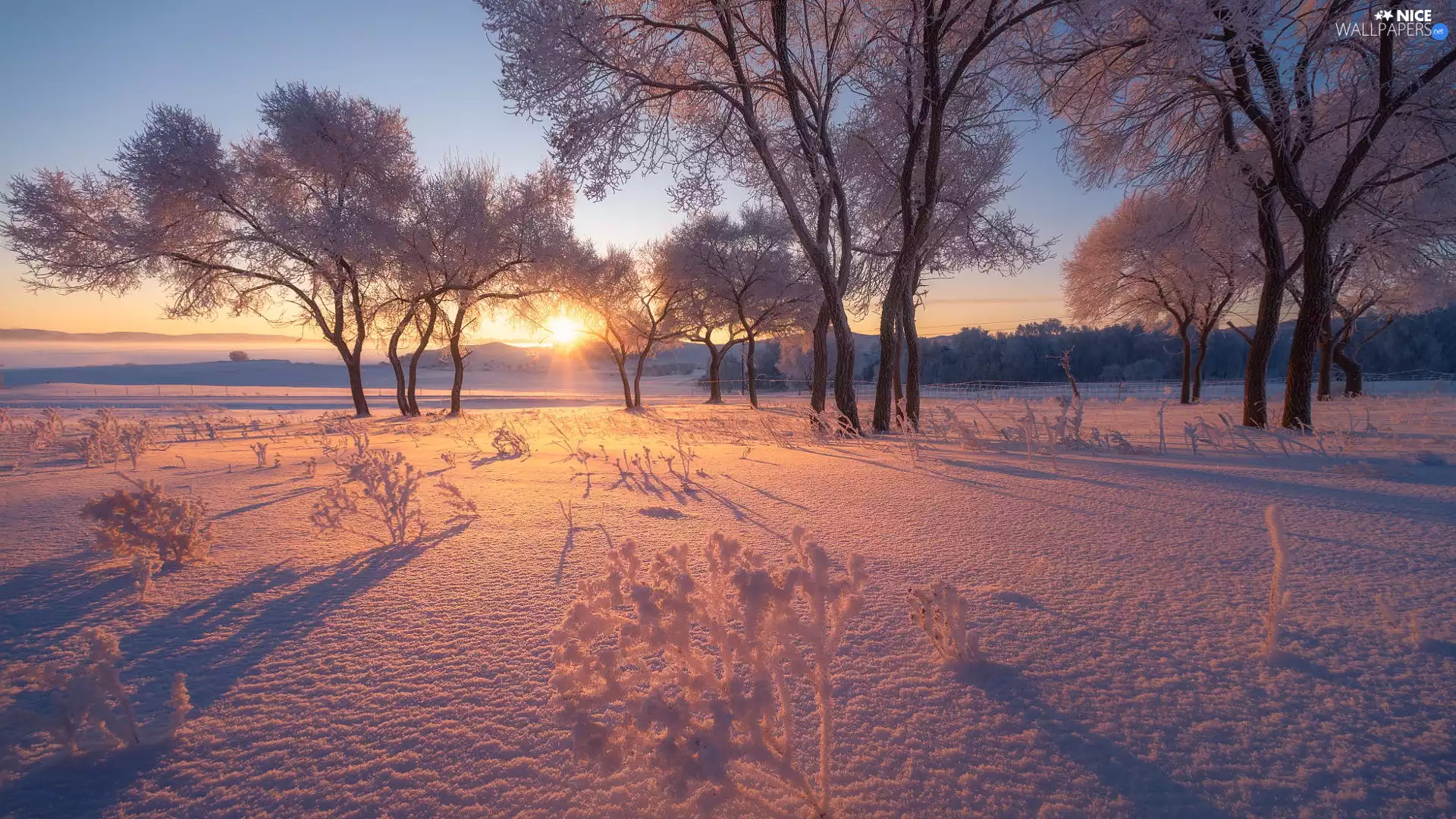viewes, winter, Sunrise, Fog, VEGETATION, trees