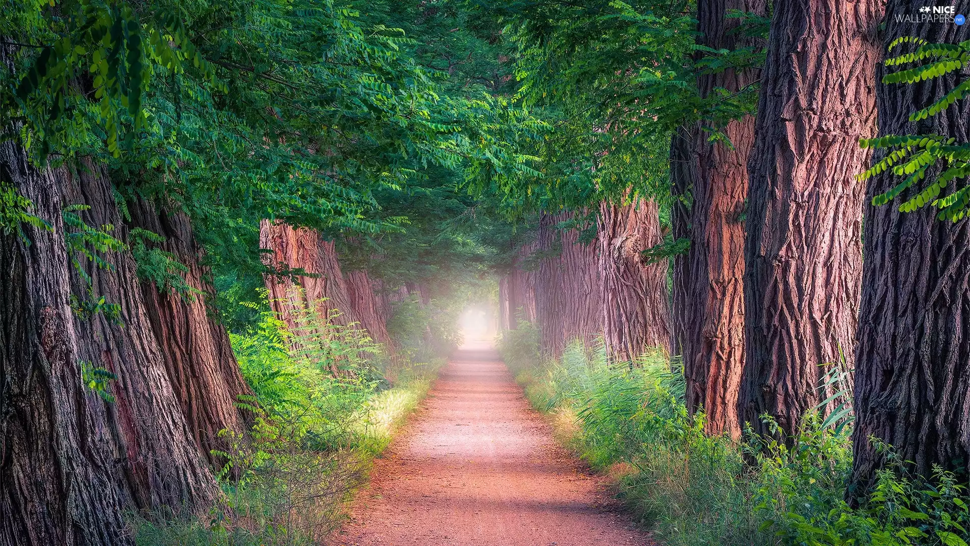 VEGETATION, Fog, trees, viewes, Way