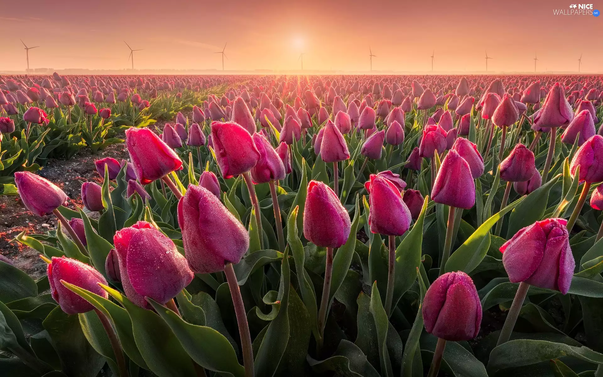 plantation, Pink, Sunrise, Fog, Windmills, Tulips