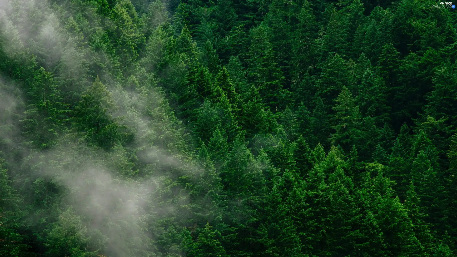 viewes, Fog, vertices, trees, forest