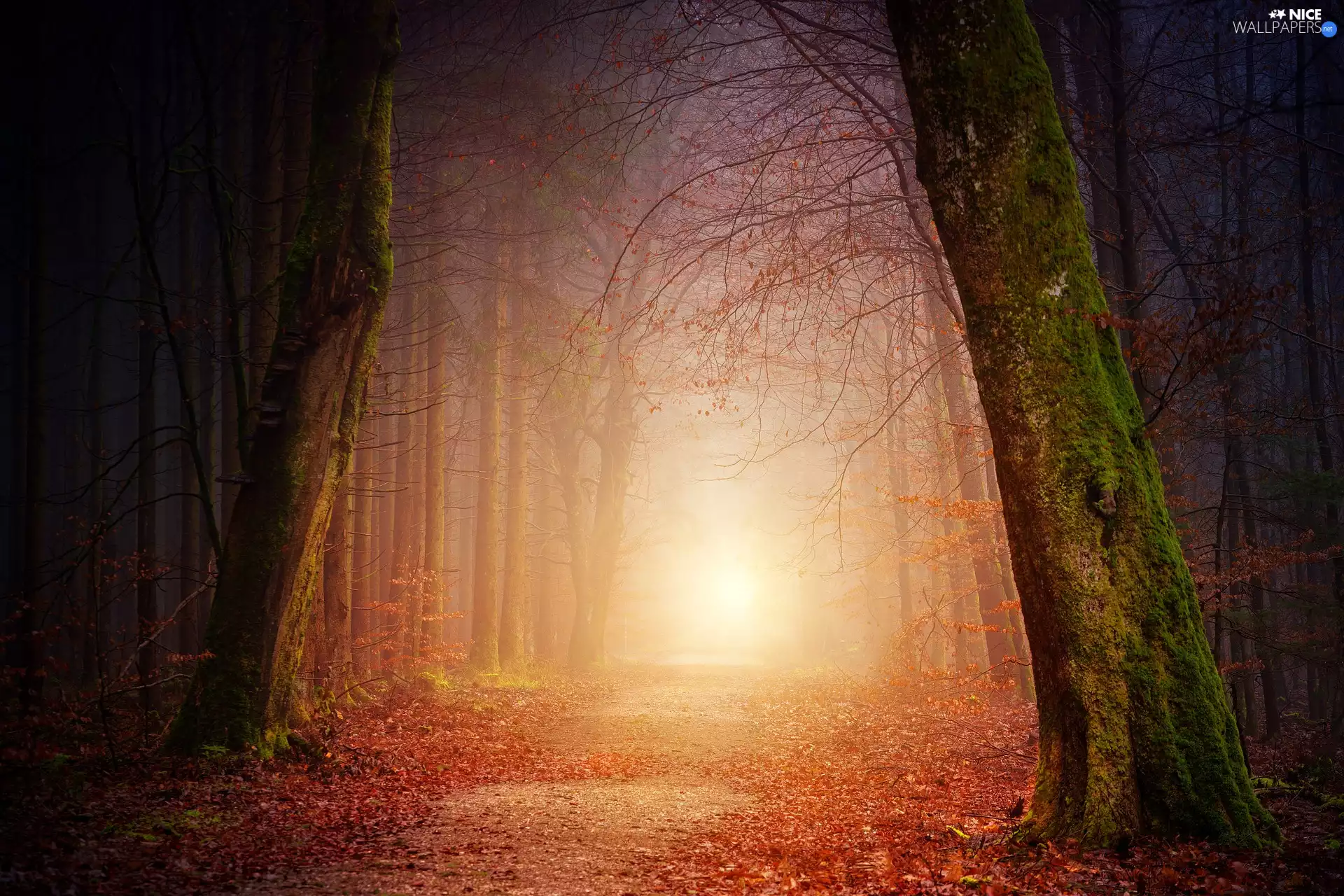 forest, trees, autumn, Fog, Way, viewes